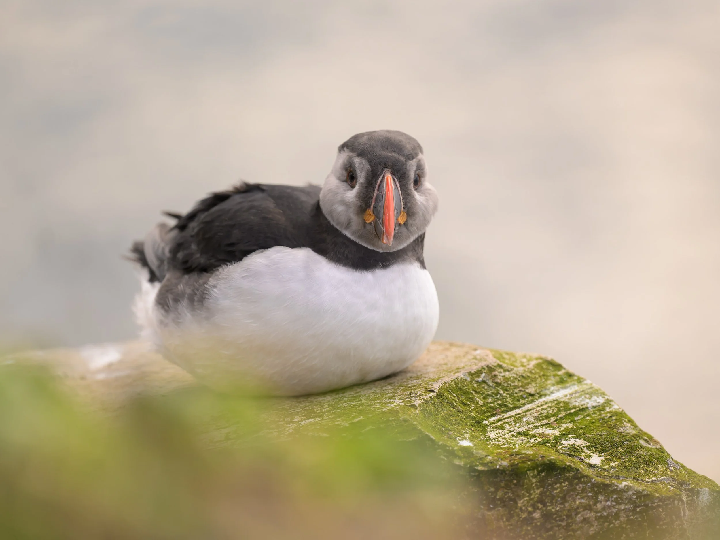 Atlantic puffin perched on Hornøya Island near Vardø, Norway, photographed in its rugged Arctic breeding habitat along the Barents Sea.
