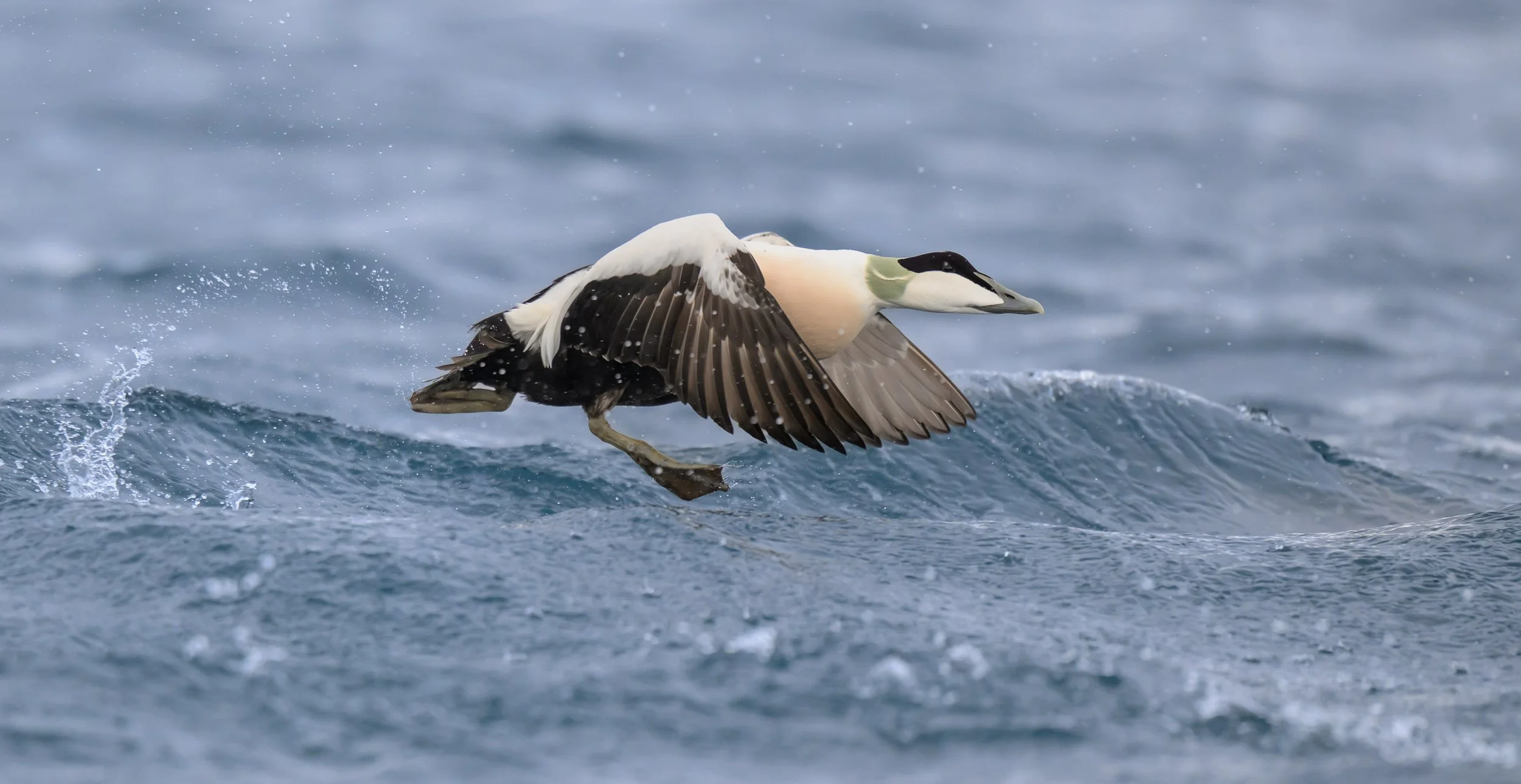 Male common eider flying low over choppy Arctic coastal water near Båtsfjord, Norway, showing the distinctive black-and-white breeding plumage of this sea duck.
