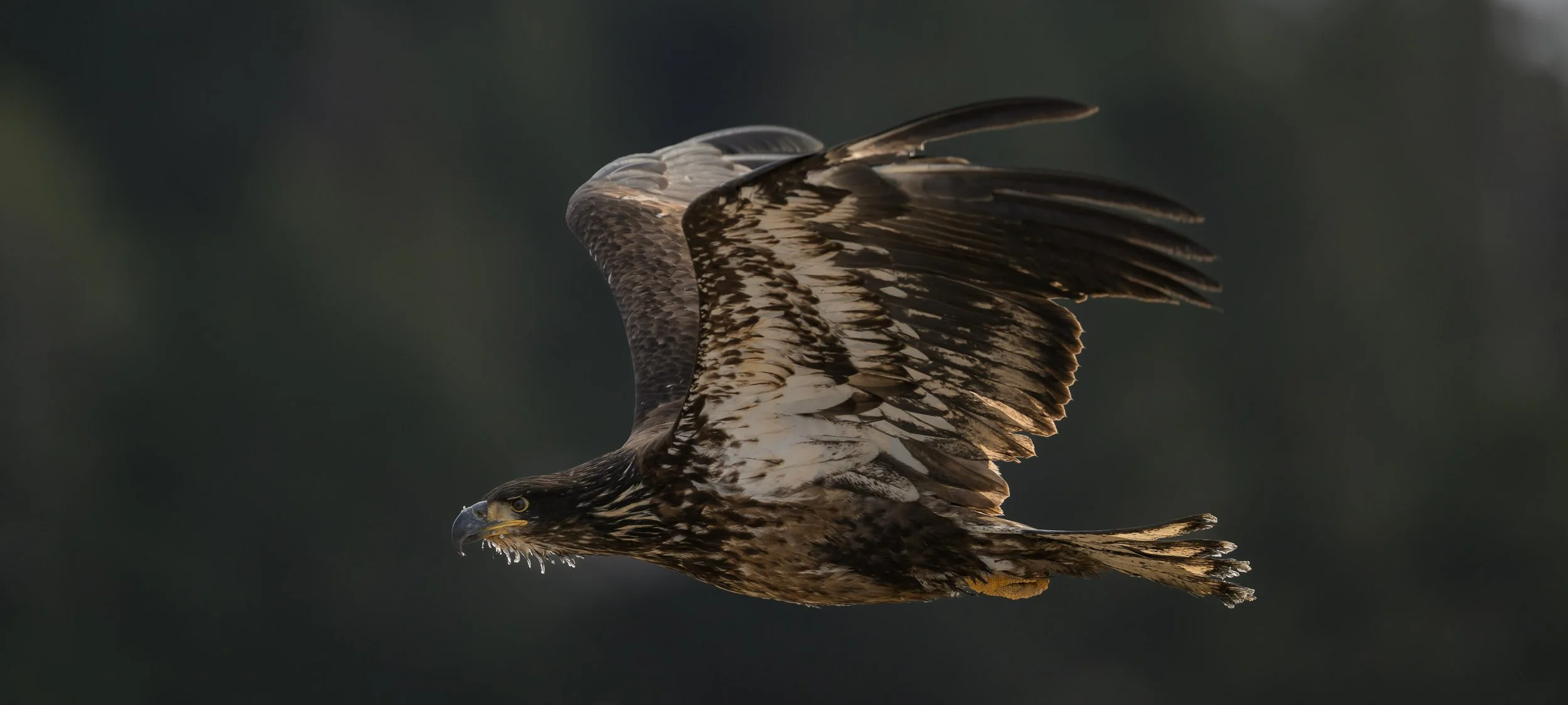 vincent-beatty_bald-eagle_juvenile_flight_homer_01_web.jpg