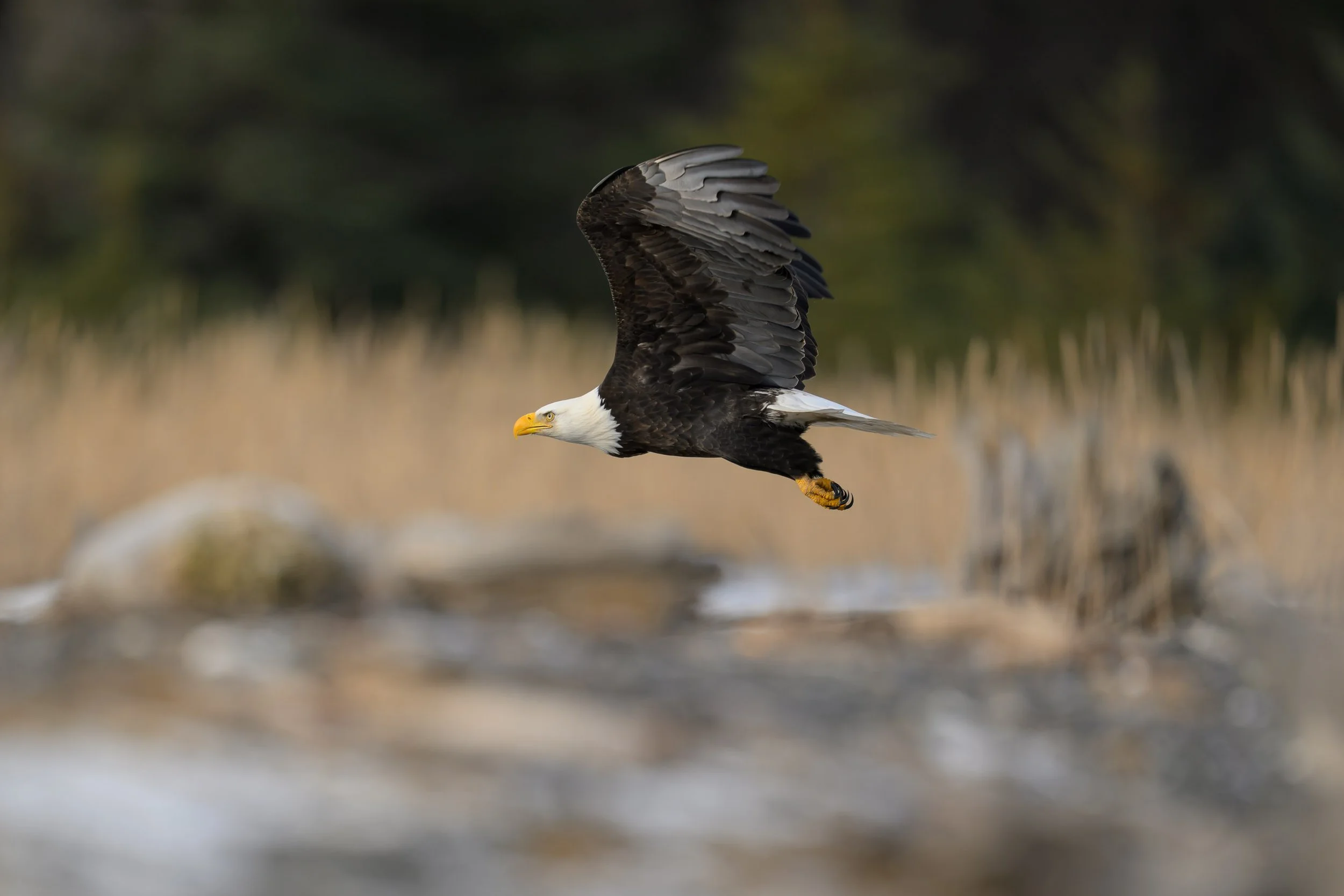 Coastal Alaska