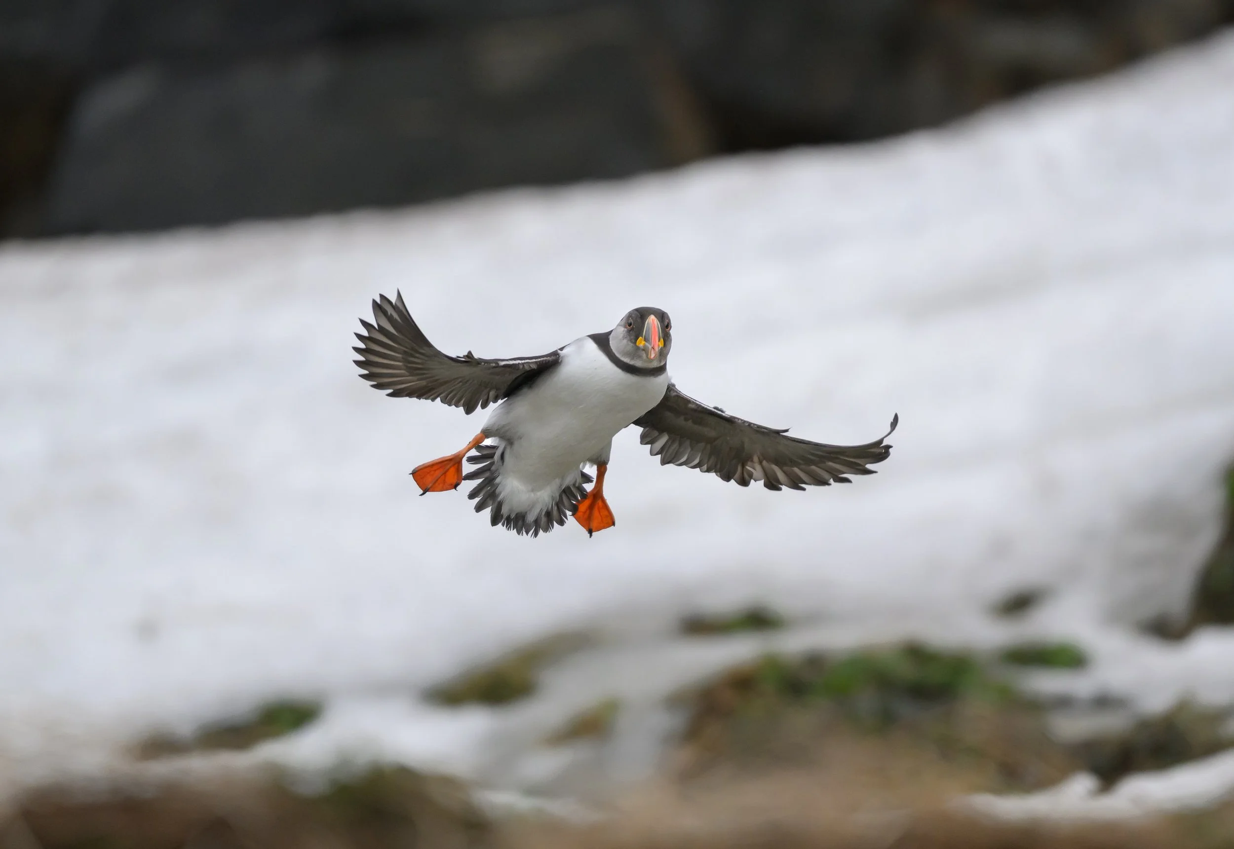 Atlantic puffin flying near its nesting colony on Hornøya Island in Arctic Norway, wings extended and orange feet visible against a snowy coastal background.