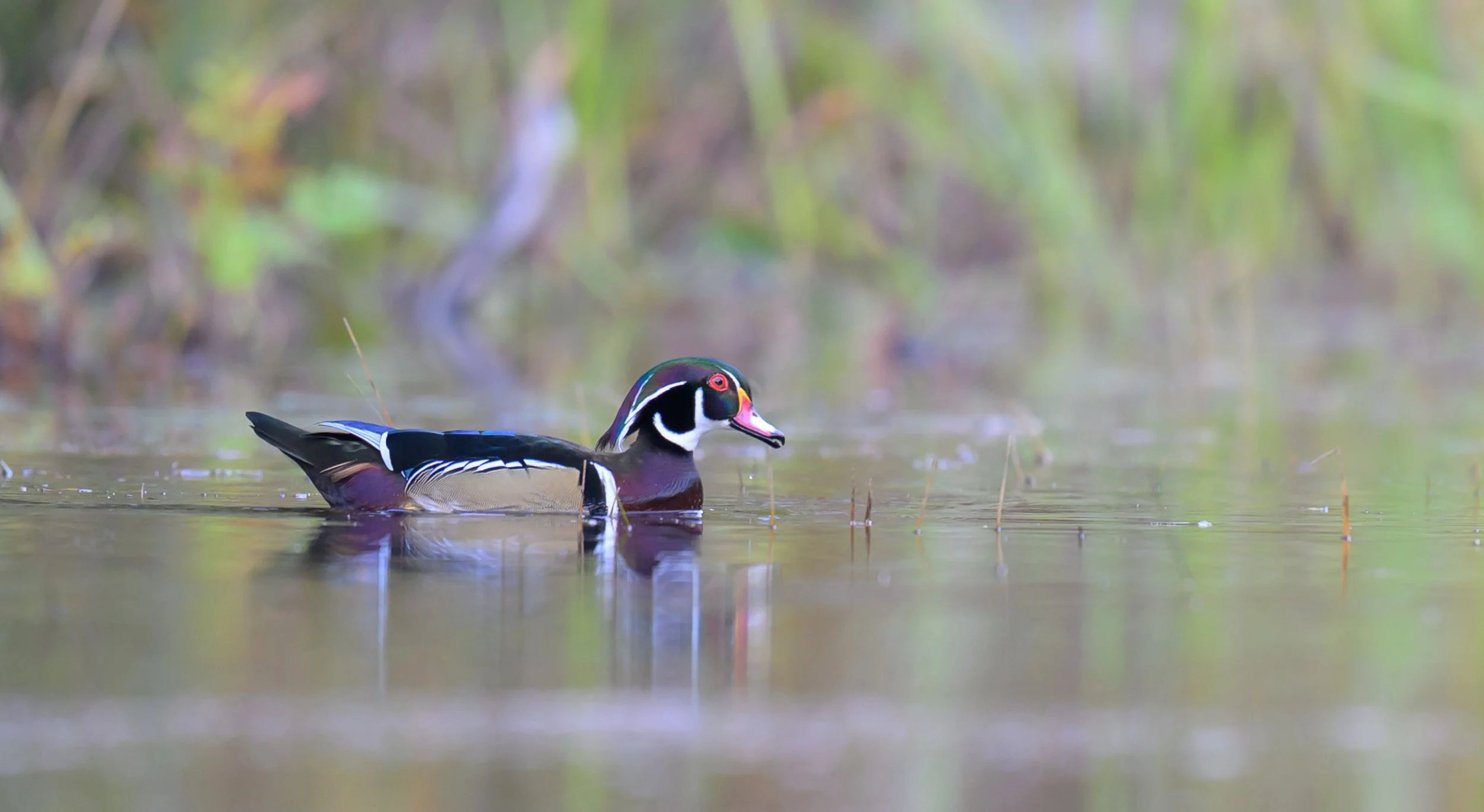 vincent-beatty_wood-duck_autumn-marsh_st-regis-canoe-area_01_web.jpg