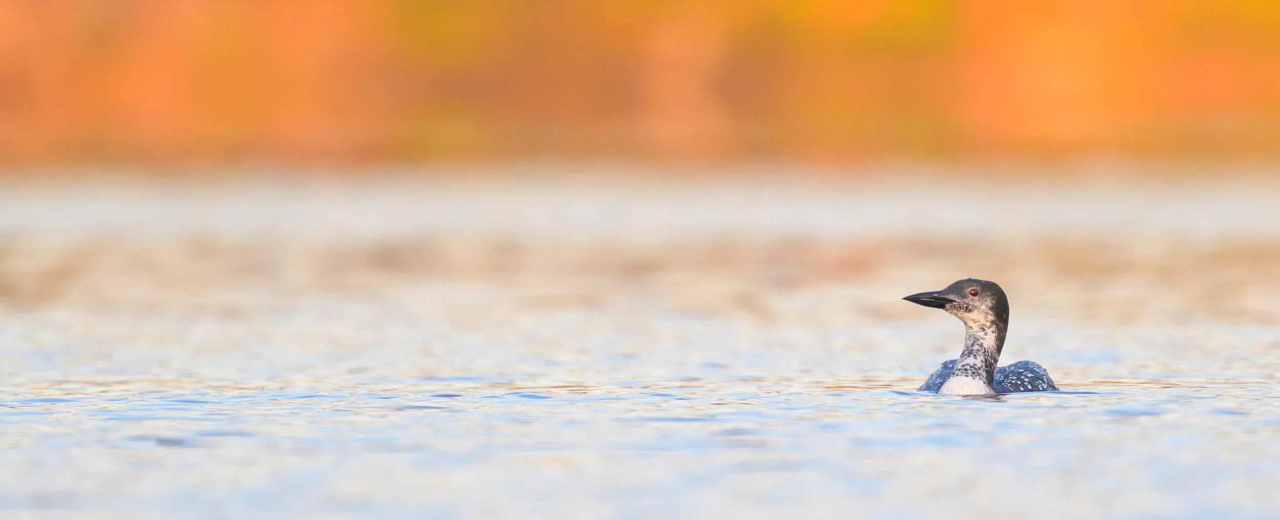 vincent-beatty_common-loon_autumn-light_st-regis-canoe-area_01_web.jpg