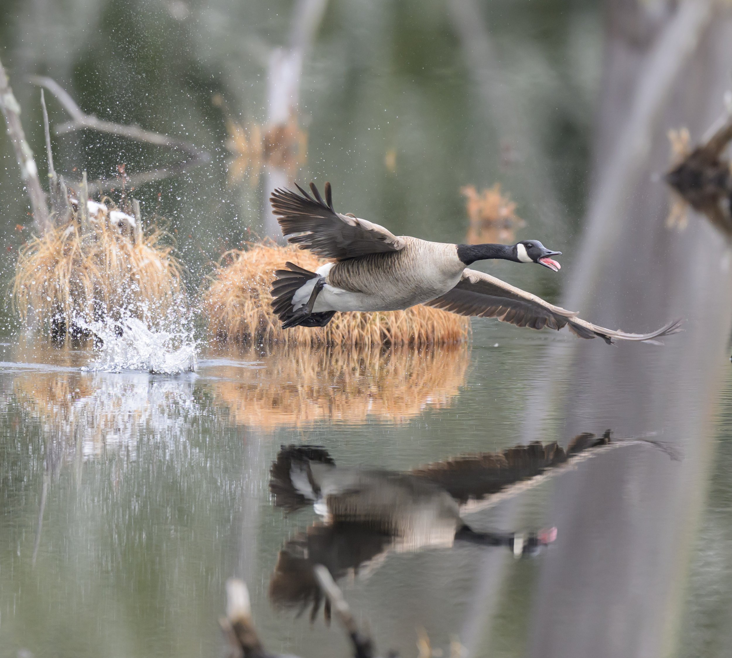 vincent-beatty_canada-goose_takeoff_gull-bay-lake-george_02_web.jpg