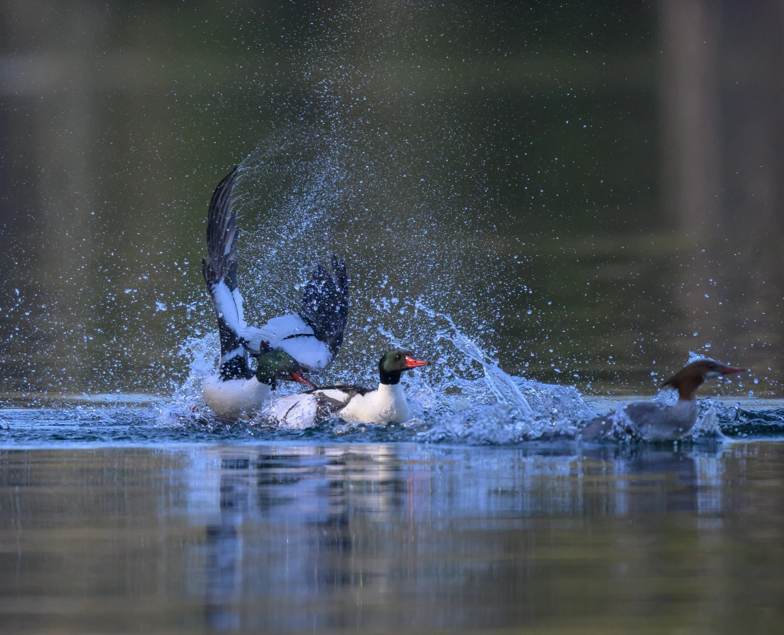 vincent-beatty_common-merganser_chase_lake-george_01_web.jpg