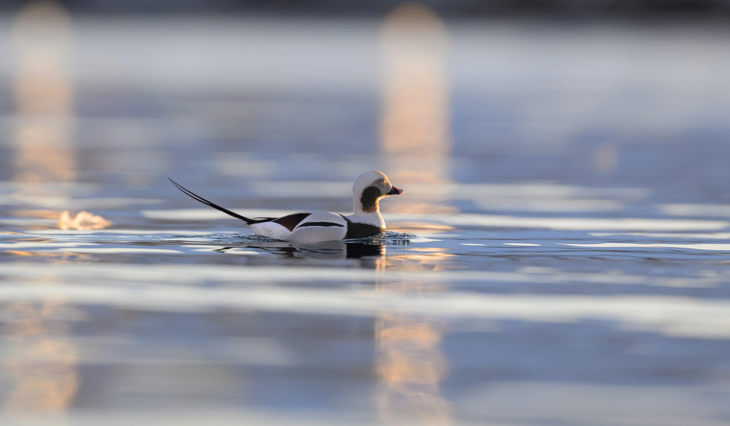 Long-tailed duck floating on calm water near Båtsfjord, Norway, in a minimalist Arctic scene of soft light, open water and delicate reflection.