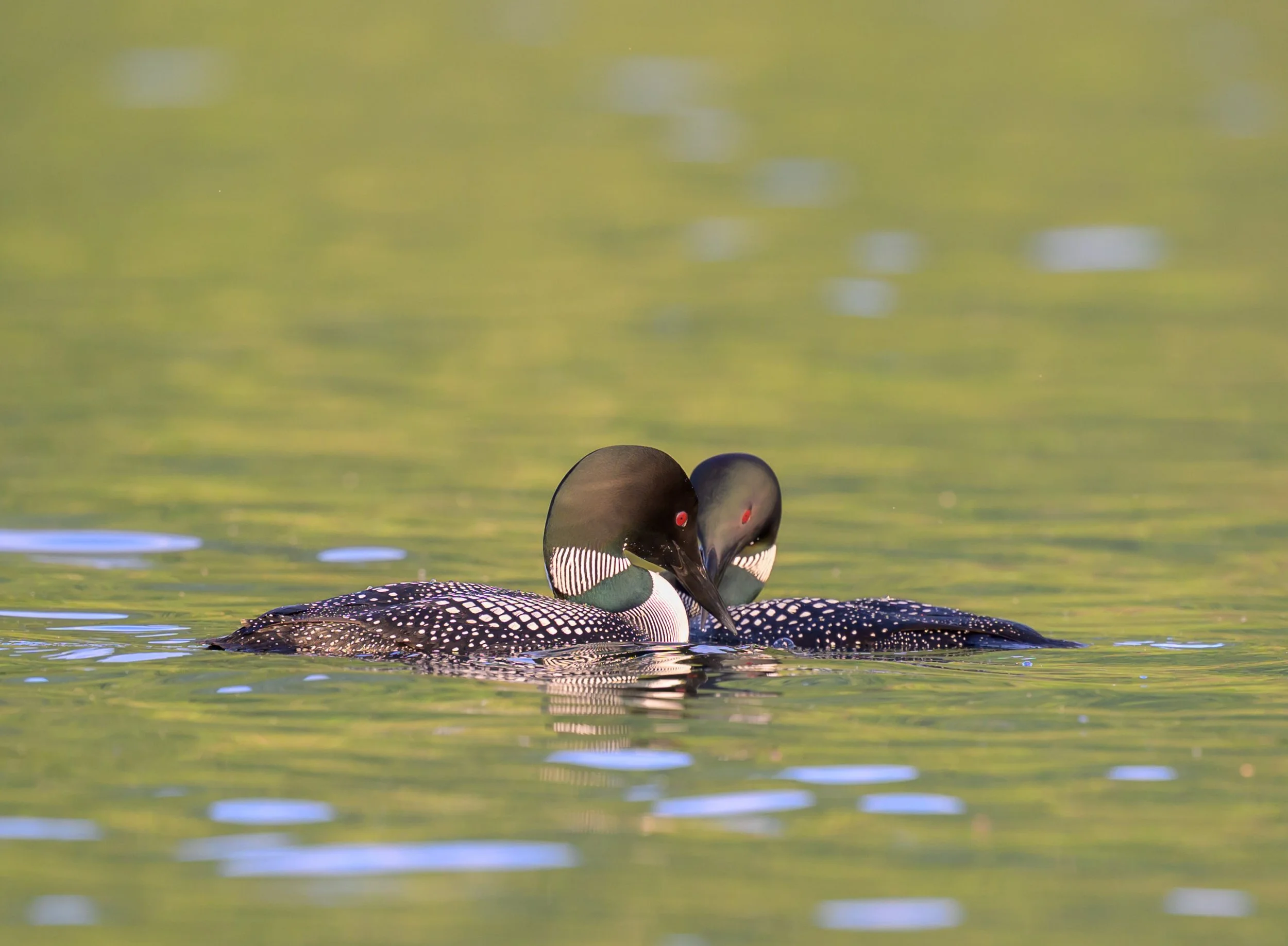 vincent-beatty_common-loon_pair-bonding_lake-george_01_web.jpg
