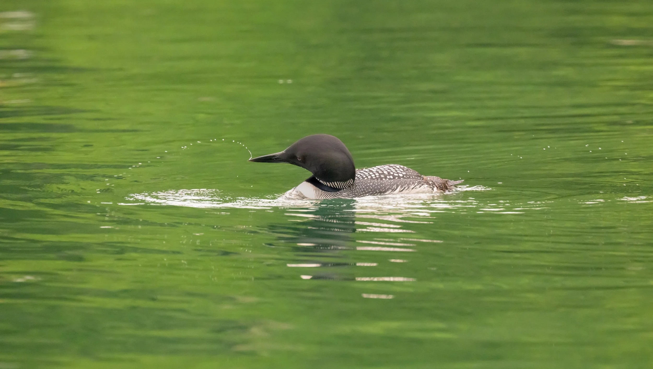 vincent-beatty_common-loon_preening_lake-george_01_web.jpg
