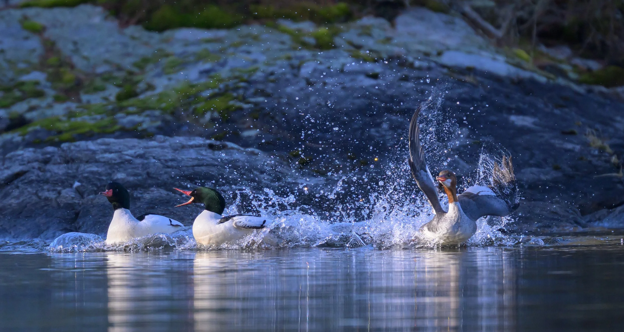vincent-beatty_common-merganser_interaction_lake-george_03_web.jpg