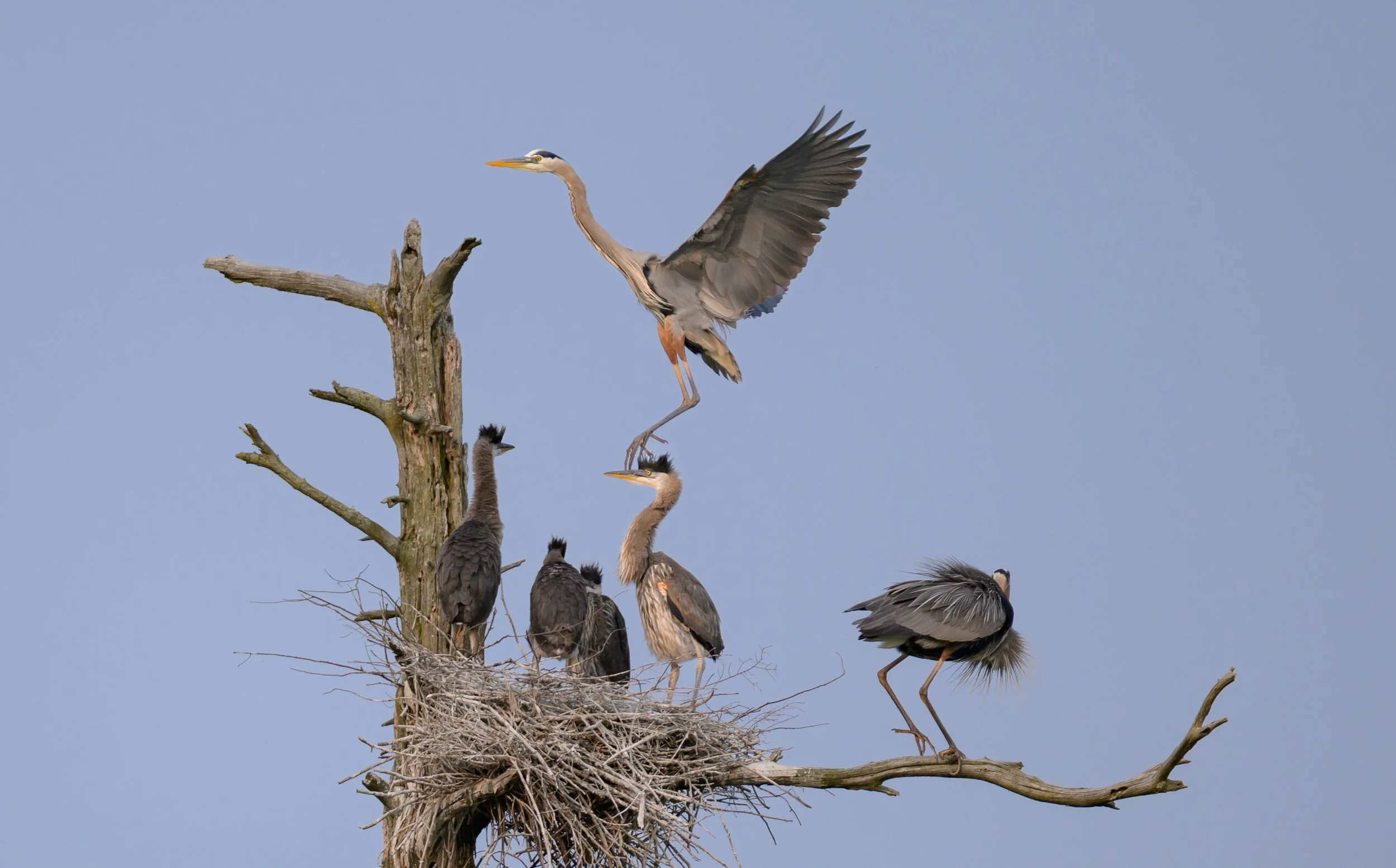 vincent-beatty_great-blue-heron_rookery_sucker_brook_preserve_02_web.jpg.jpg