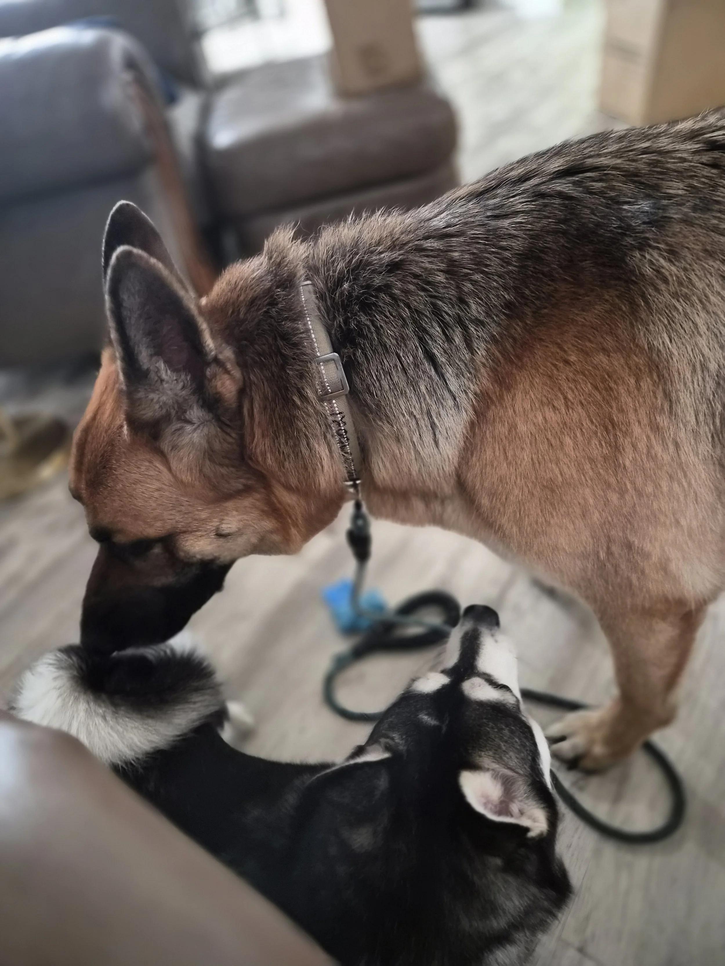 A dog and two puppies indoors, with the dog sniffing a black and white puppy.