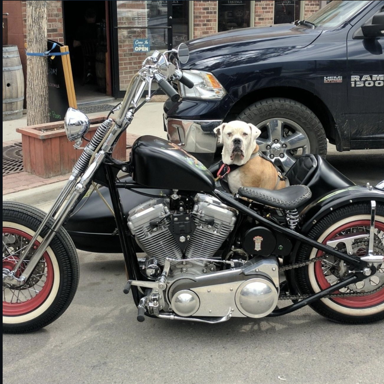 A service dog sitting on a black motorcycle with a sidecar parked on a city street. The dog is light brown and white with a muscular build and is wearing a red collar. In the background, a black pickup truck is parked in front of a brick building wit