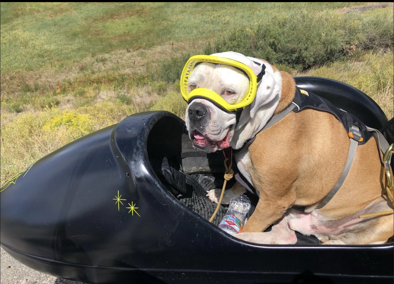 A large dog wearing yellow goggles and a harness sitting inside a black motorcycle sidecar, with a water bottle and a leash, outdoors on a grassy hillside.