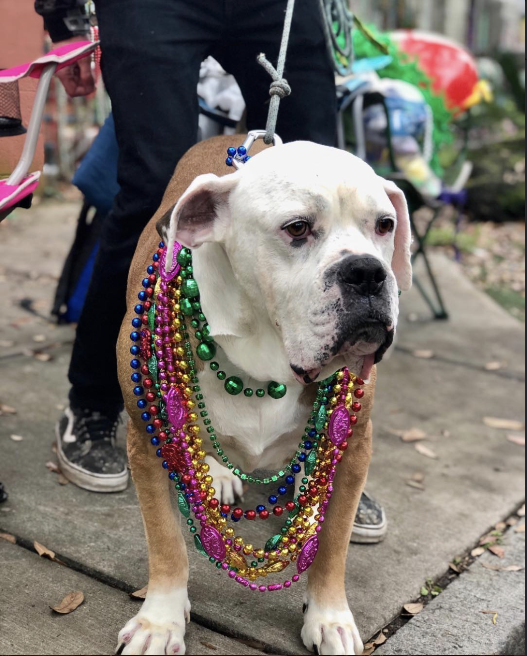 A white dog, probably a bulldog, wearing multiple colorful Mardi Gras bead necklaces and a brown cape. The dog is standing outside on a pavement, with a person holding its leash behind it, and chairs and decorations in the background.
