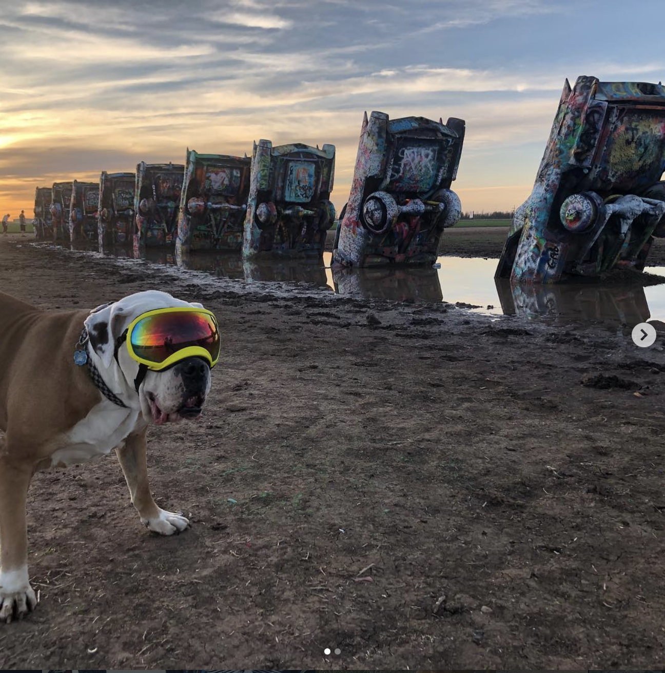 A dog with a white coat and brown patches, wearing reflective ski goggles, standing on a muddy ground near water with upside-down, graffiti-covered cars in the background at sunset.
