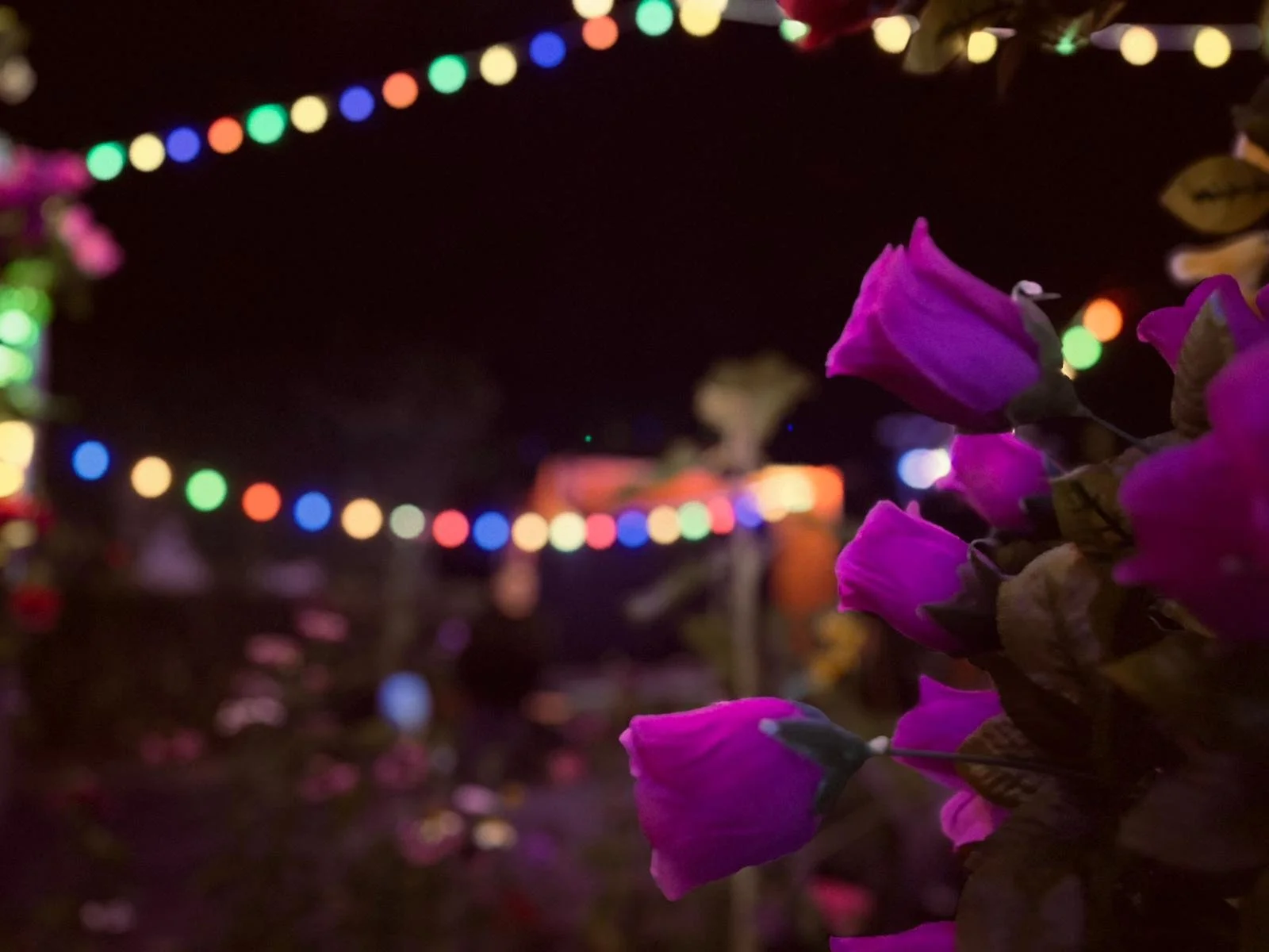 IMG_5218.jpeg