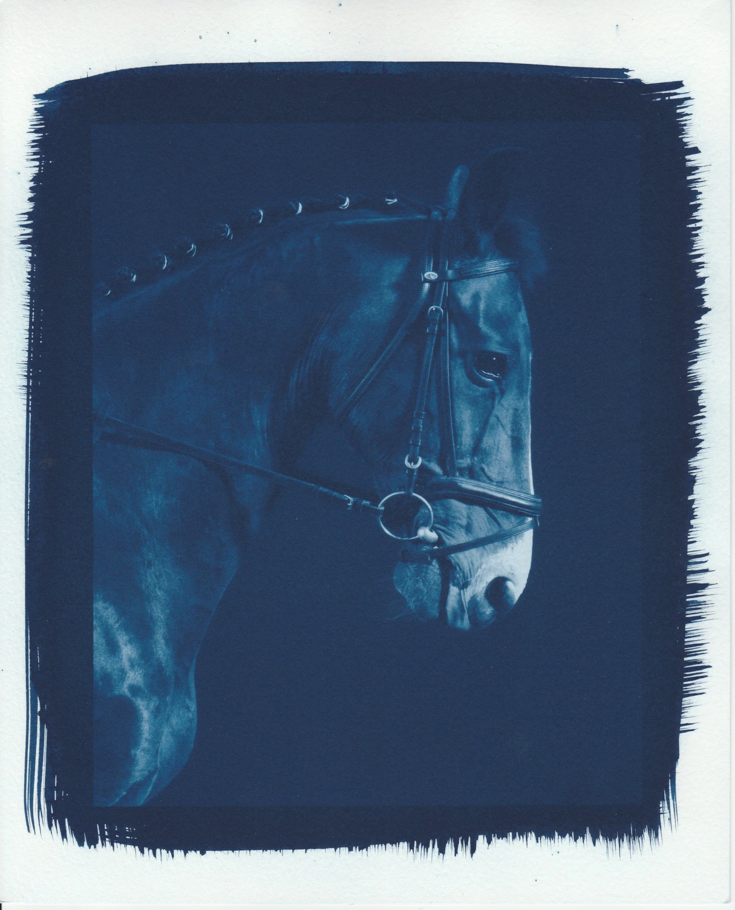 A close-up of a dark-colored horse wearing a bridle with a metal bit and decorative leather straps, against a dark background.