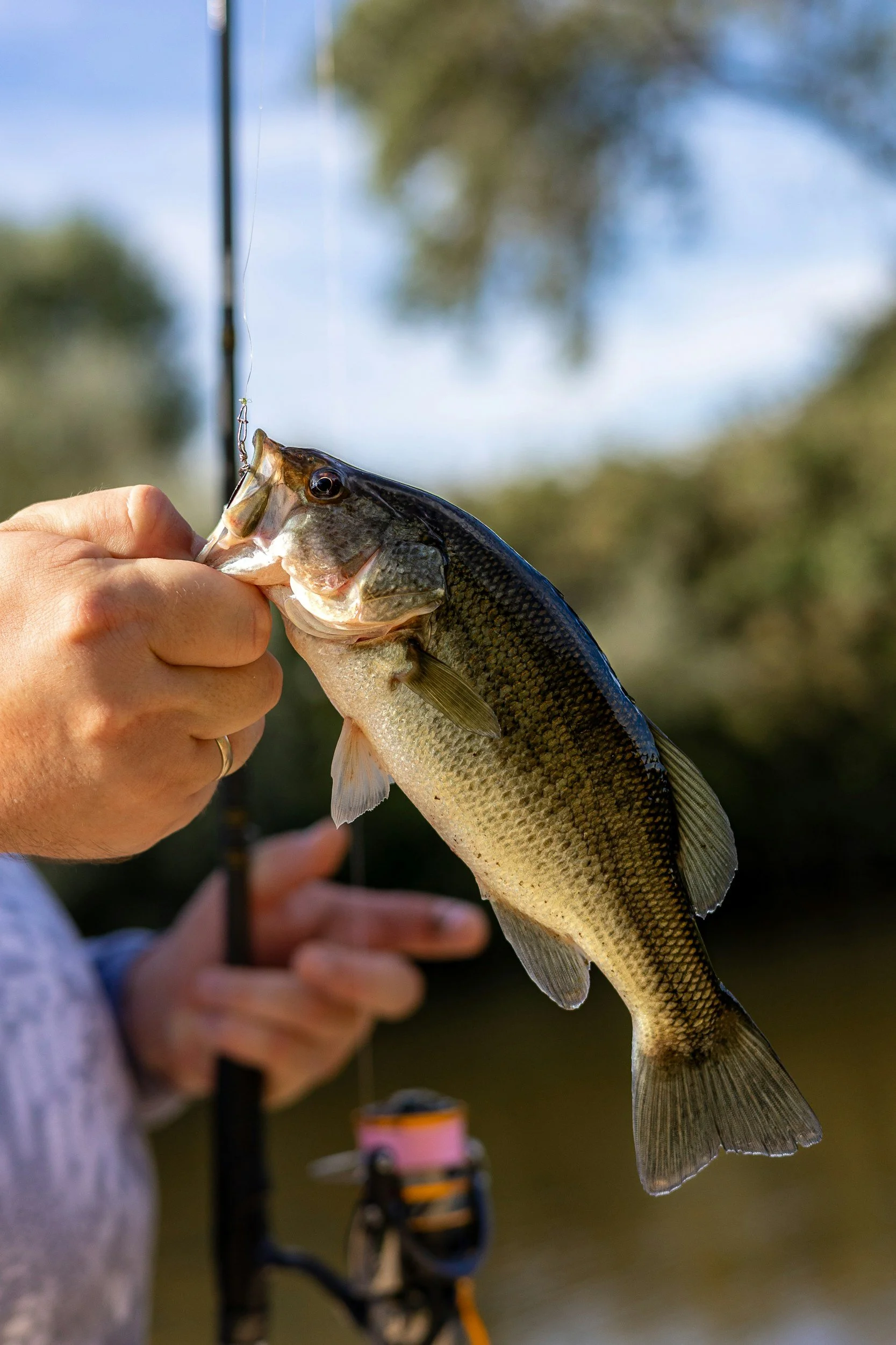 A person holding a largemouth bass fish with a fishing rod in the background.