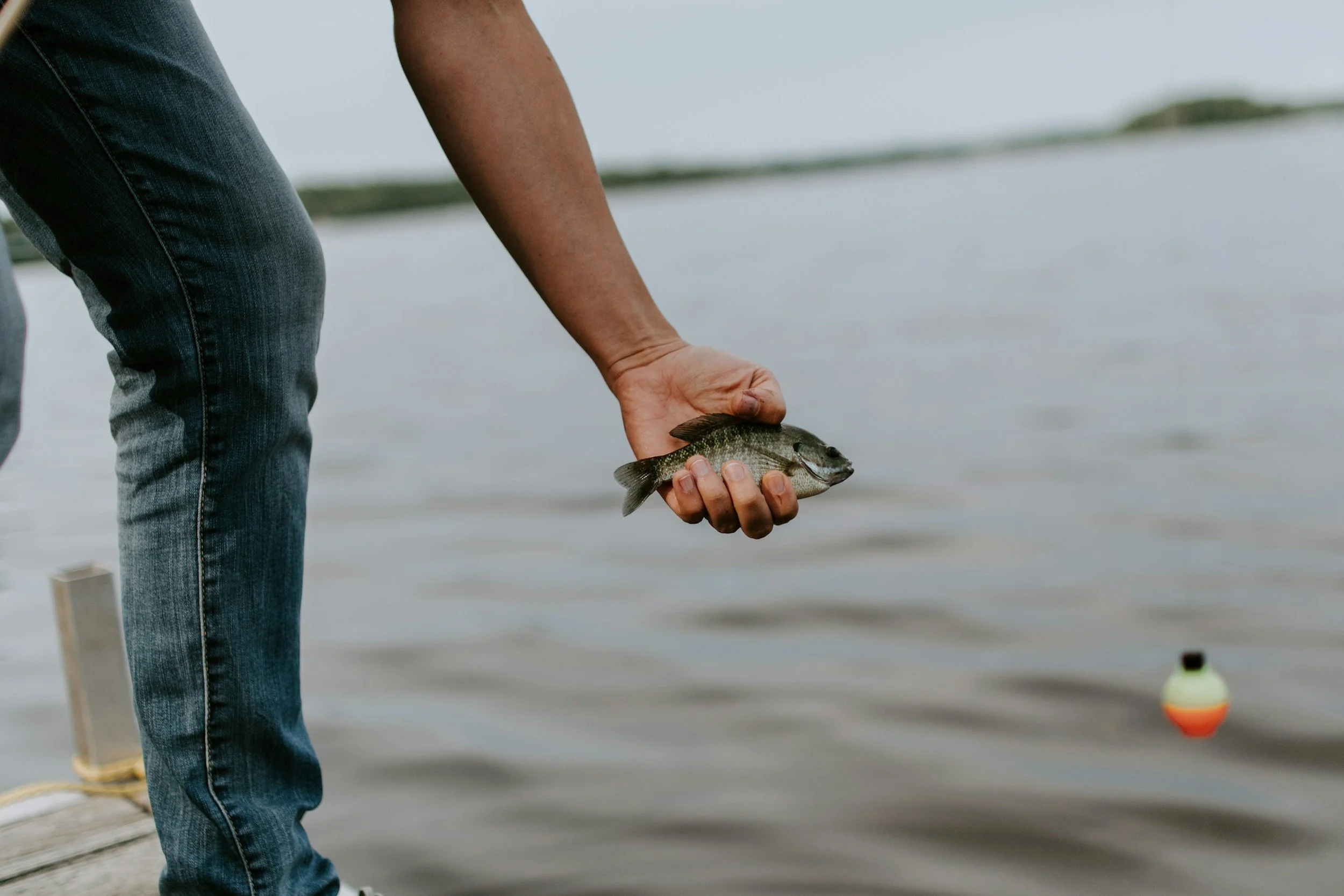 A person wearing blue jeans is holding a small fish over the water at a pier or dock, with a blurred body of water and shoreline in the background.