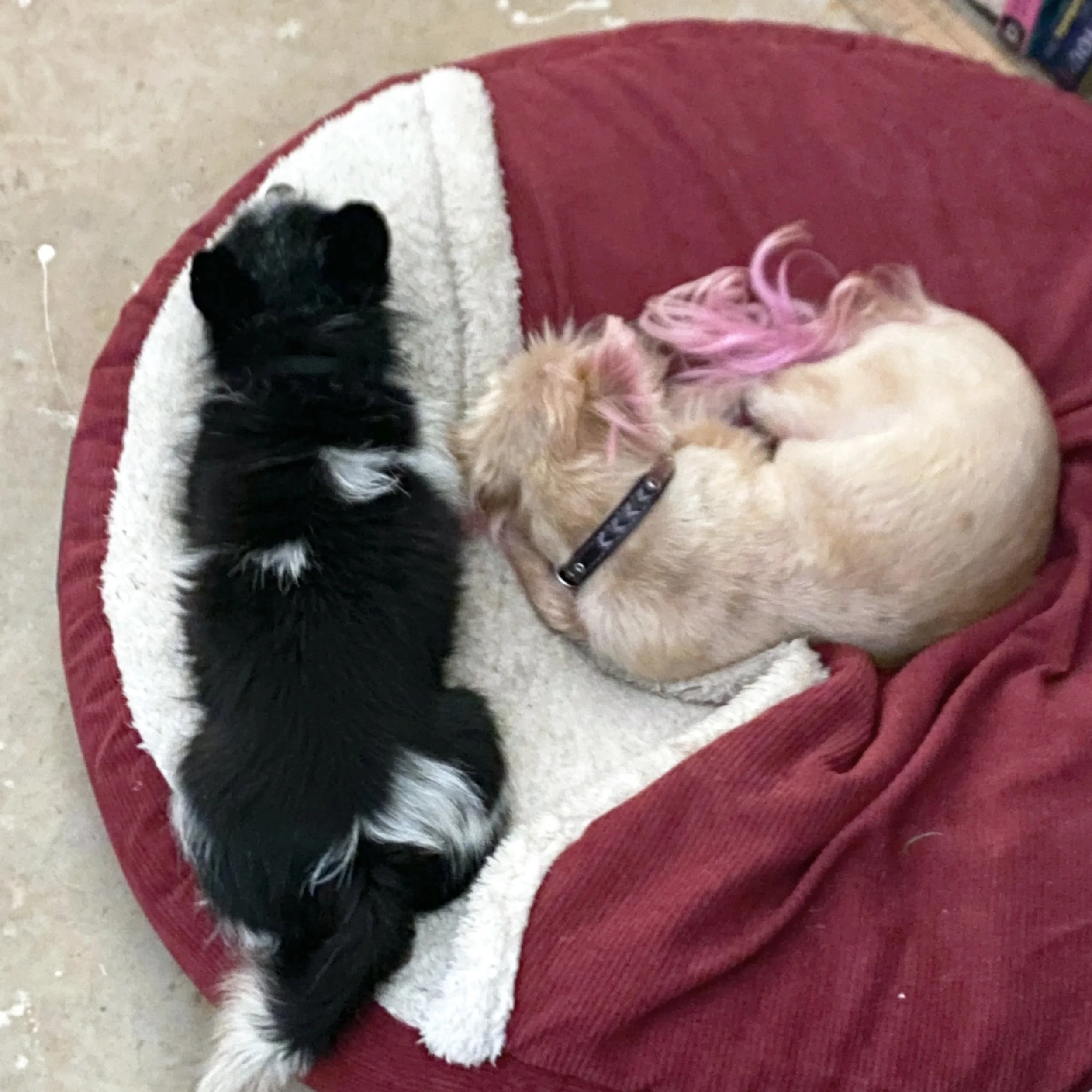 Two puppies, one black and white and one light-colored with pink-tinted fur on its tail, curled up and sleeping together on a red and white pet bed.