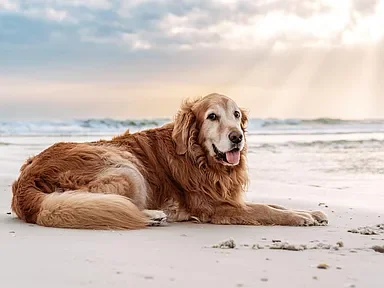 Golden retriever lying on the sand at the beach with the ocean and cloudy sky in the background.