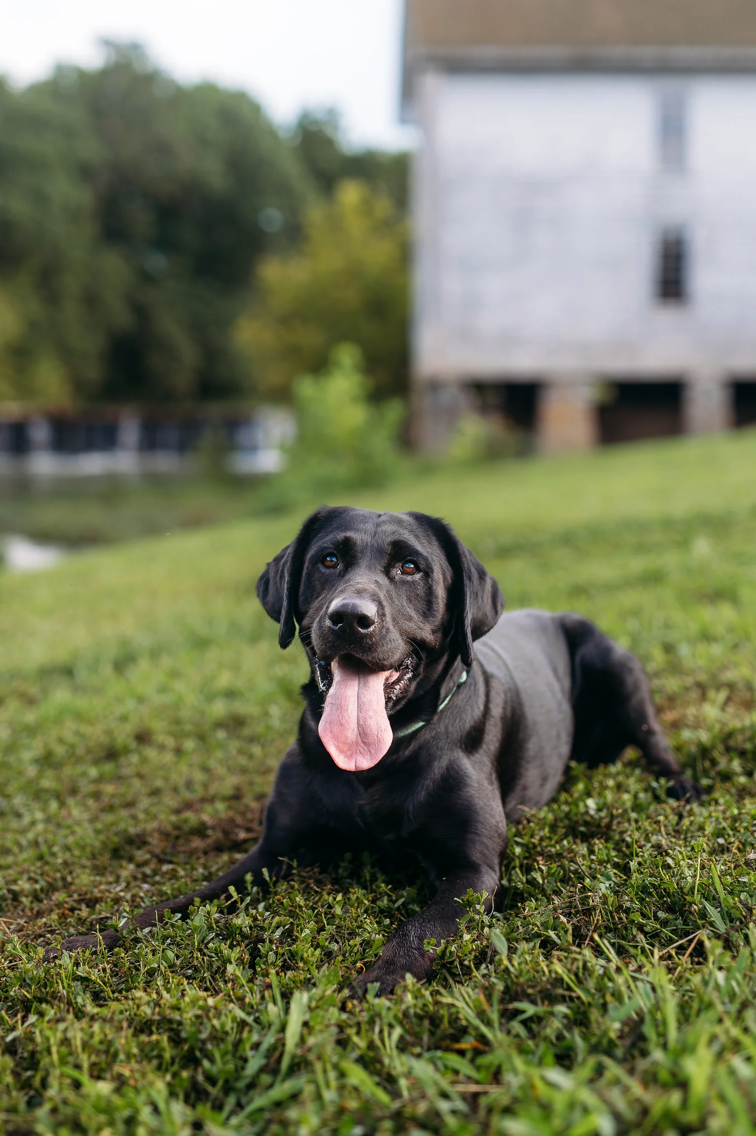 A happy black lab lying in the grass