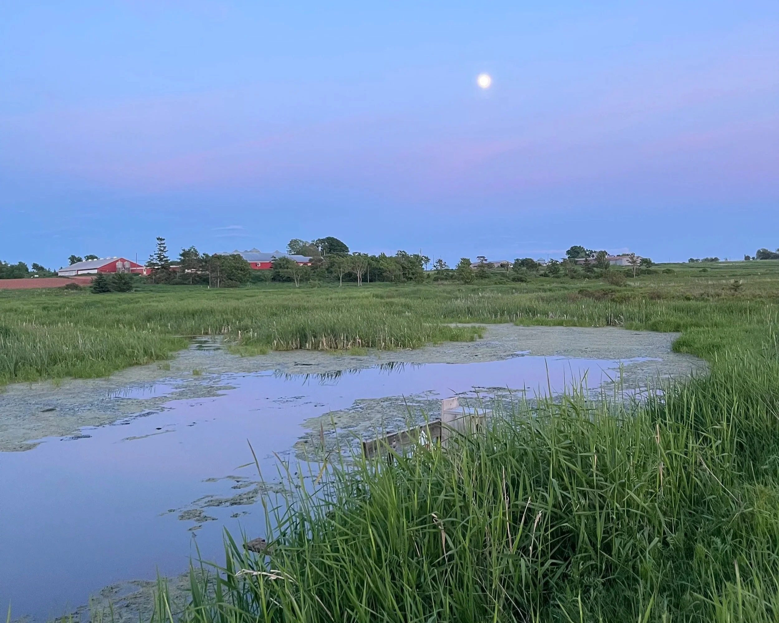 A peaceful wetland scene at dusk with a full moon in the sky, surrounded by lush green grass and water with patches of algae, and buildings on the horizon under a pastel-colored sky.