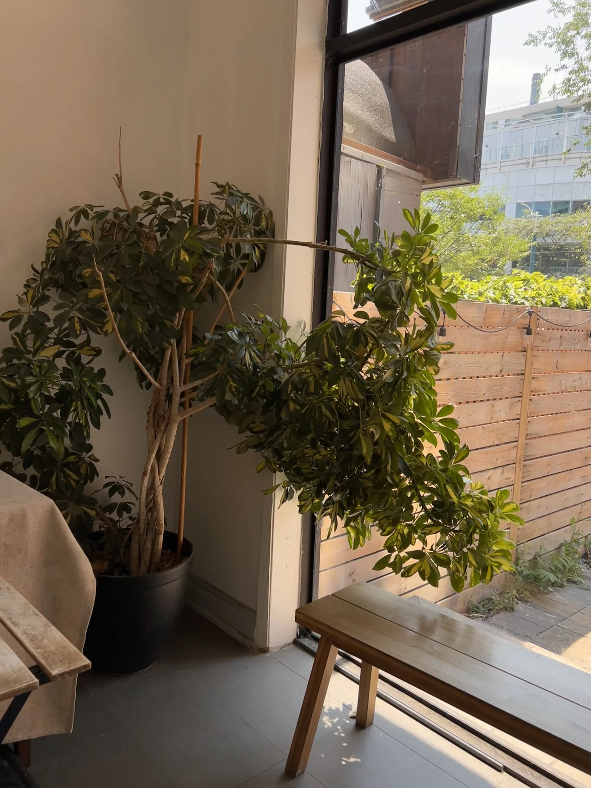 Indoor potted plant near a glass door leading to an outdoor wooden fence and greenery.