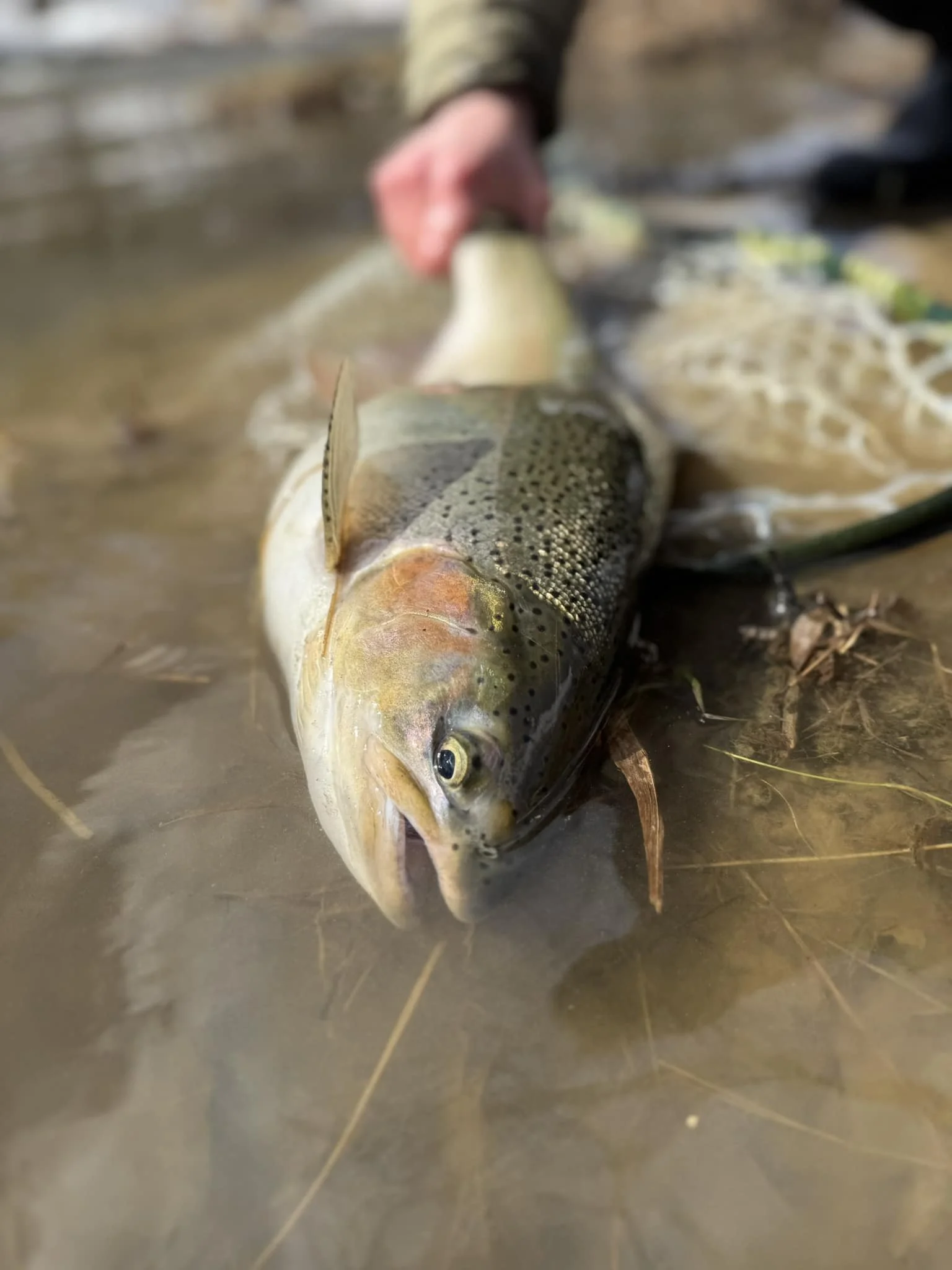 Guided Fishing Trips