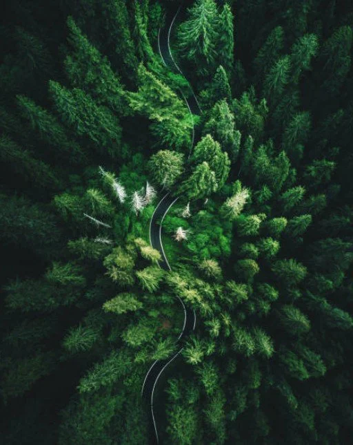 A winding road runs through a dense forest of tall green trees, seen from an aerial view.