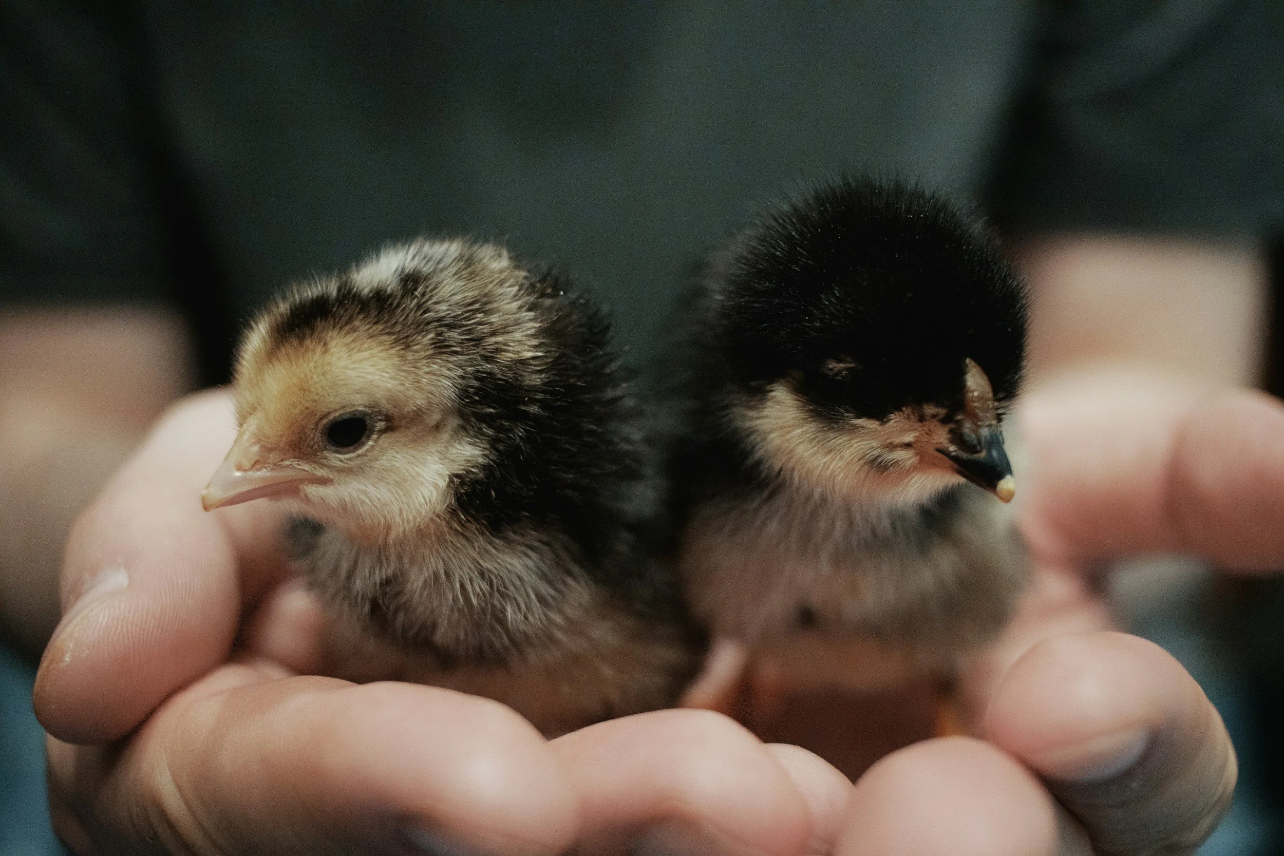 baby chickens in a person's hands