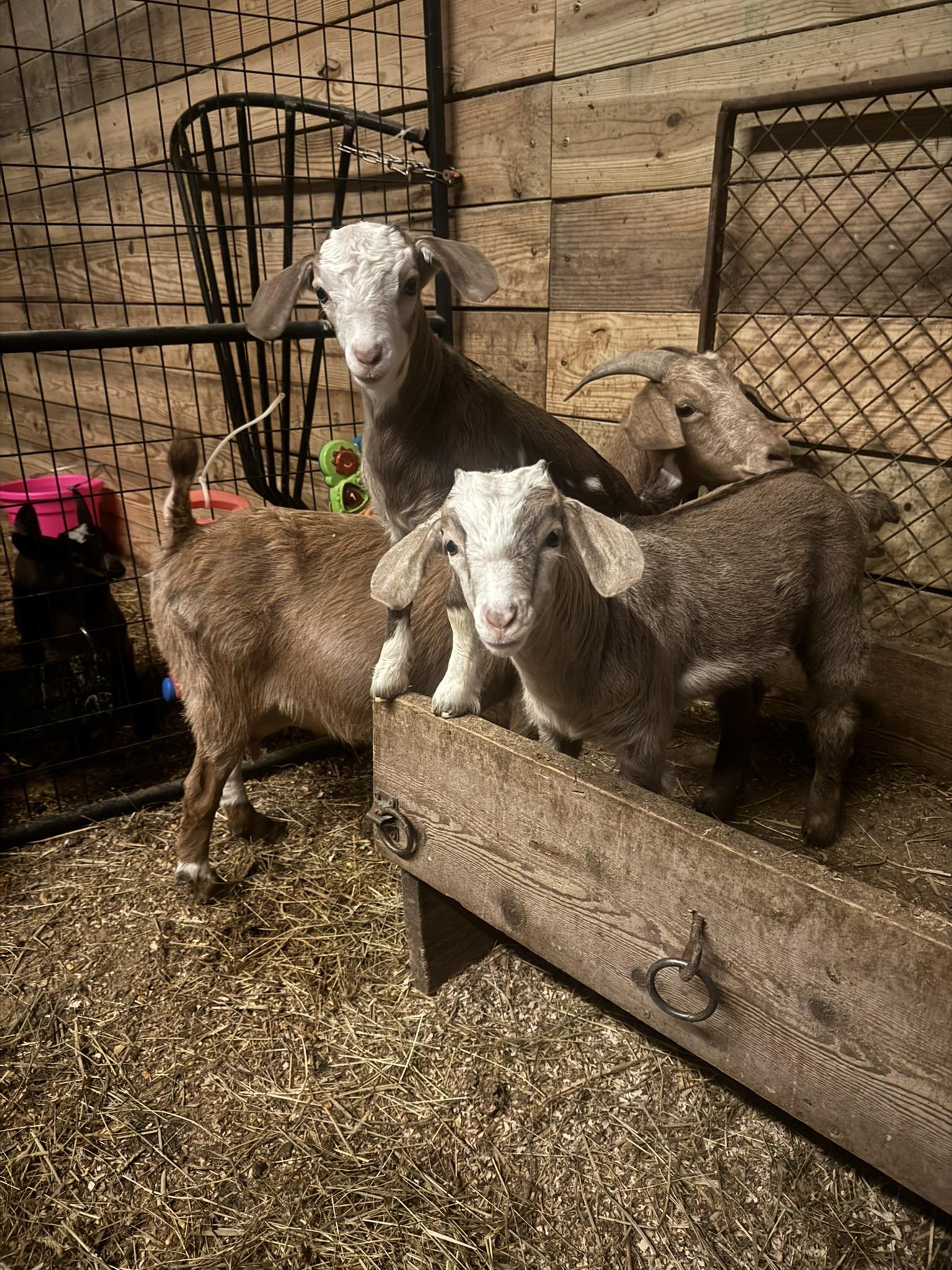 Three baby goats inside a wooden farm pen with a metal fence. The floor is covered with straw and dirt.