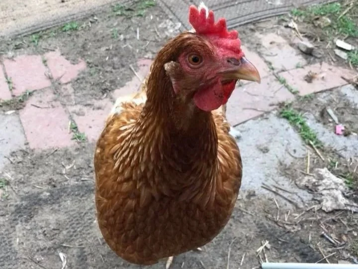 Close-up of a hen with brown feathers and a red comb, standing on dirt and pavement.