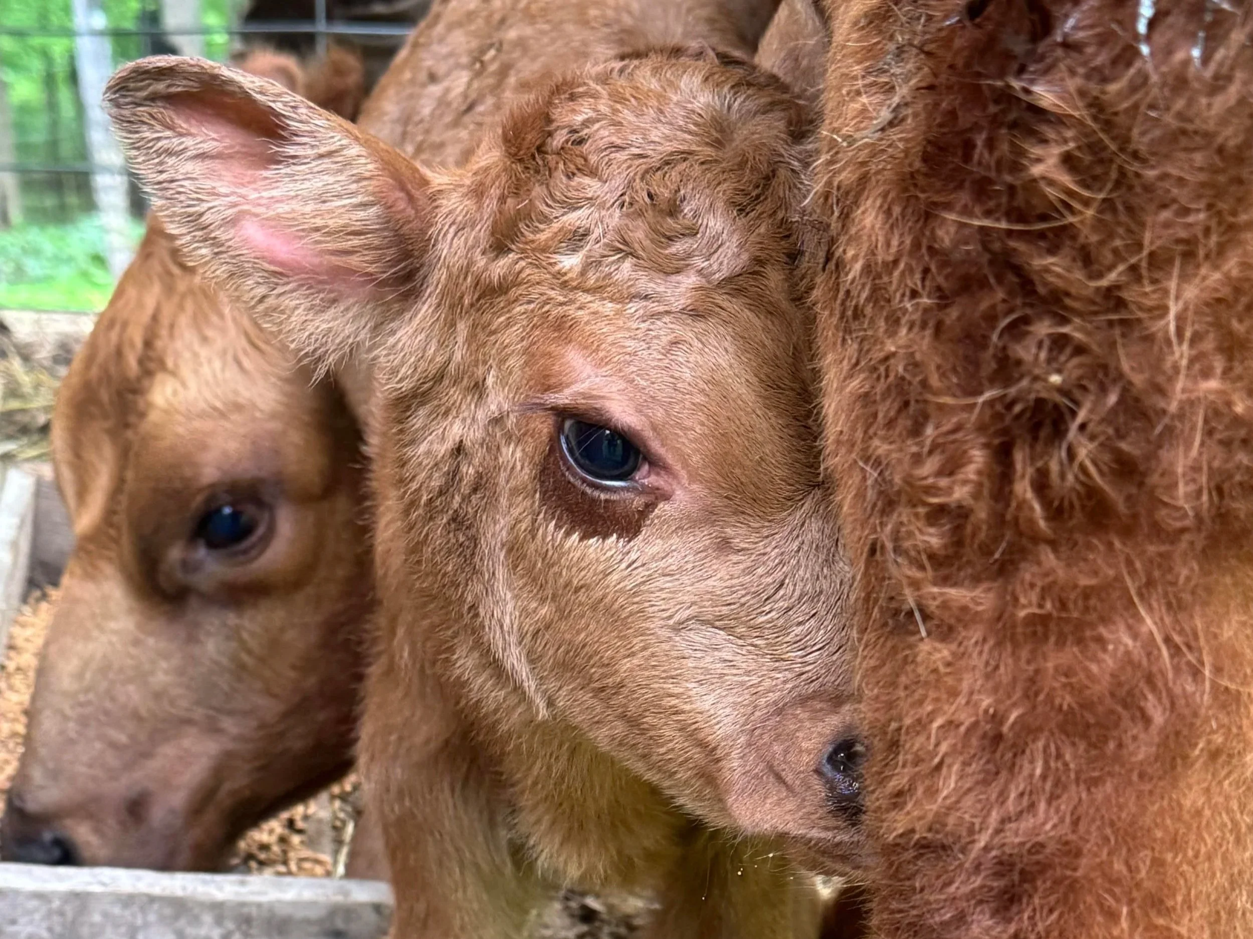 Close-up of two brown calves lying close together, one with visible eye and ear, in a farm setting.