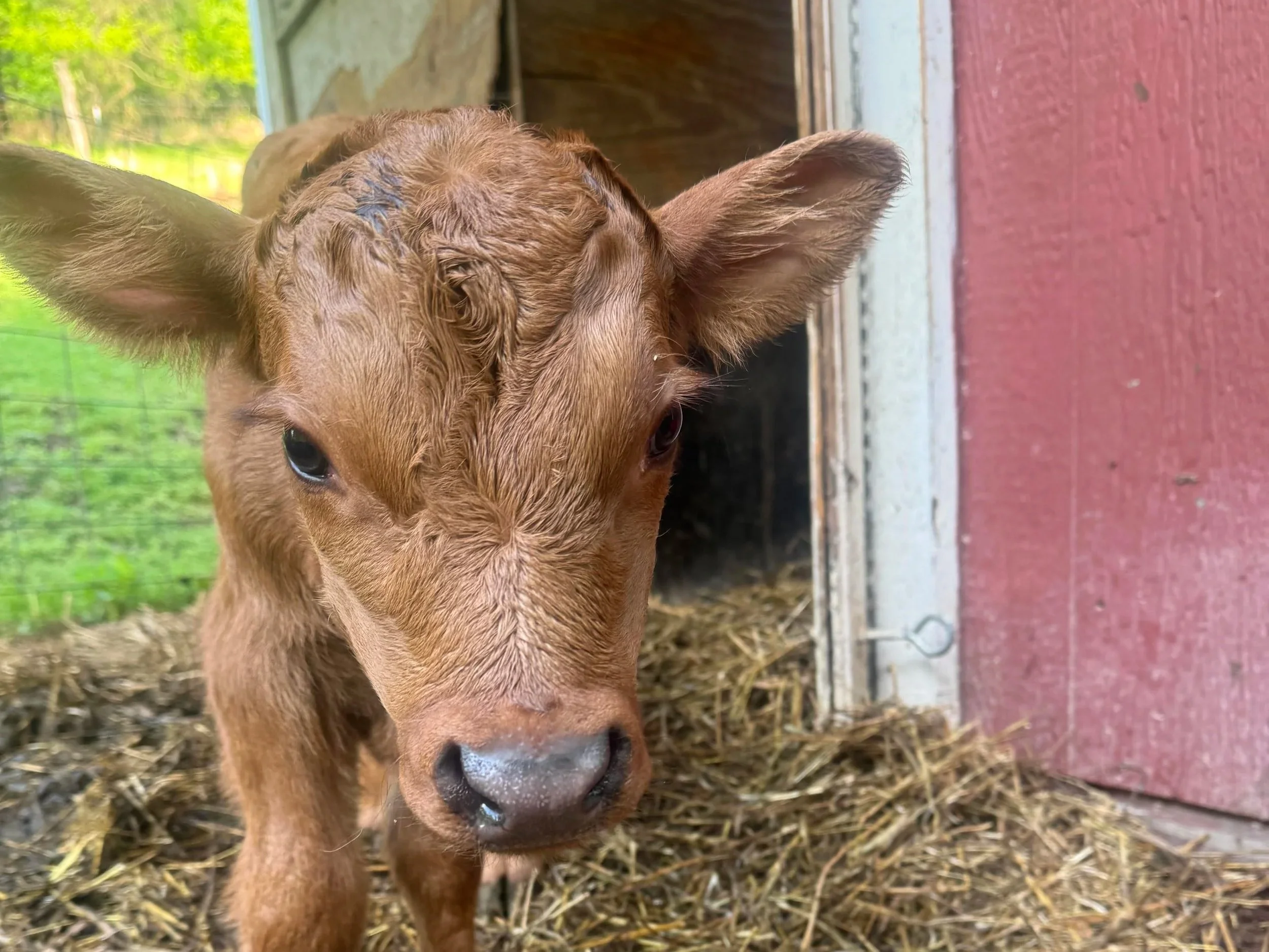 Close-up of a brown calf standing on straw, with a barn and green trees in the background.
