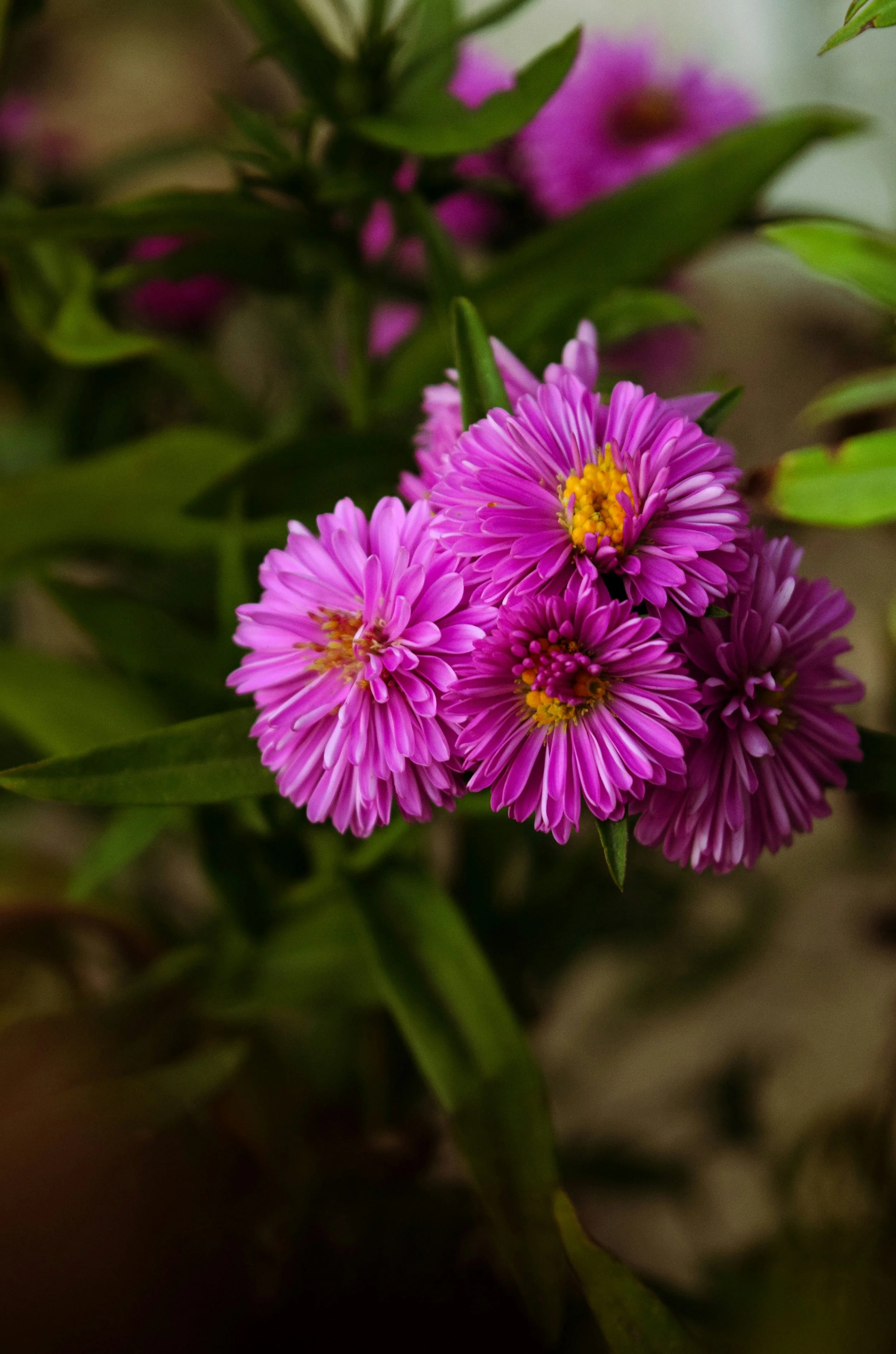 flower3.jpg