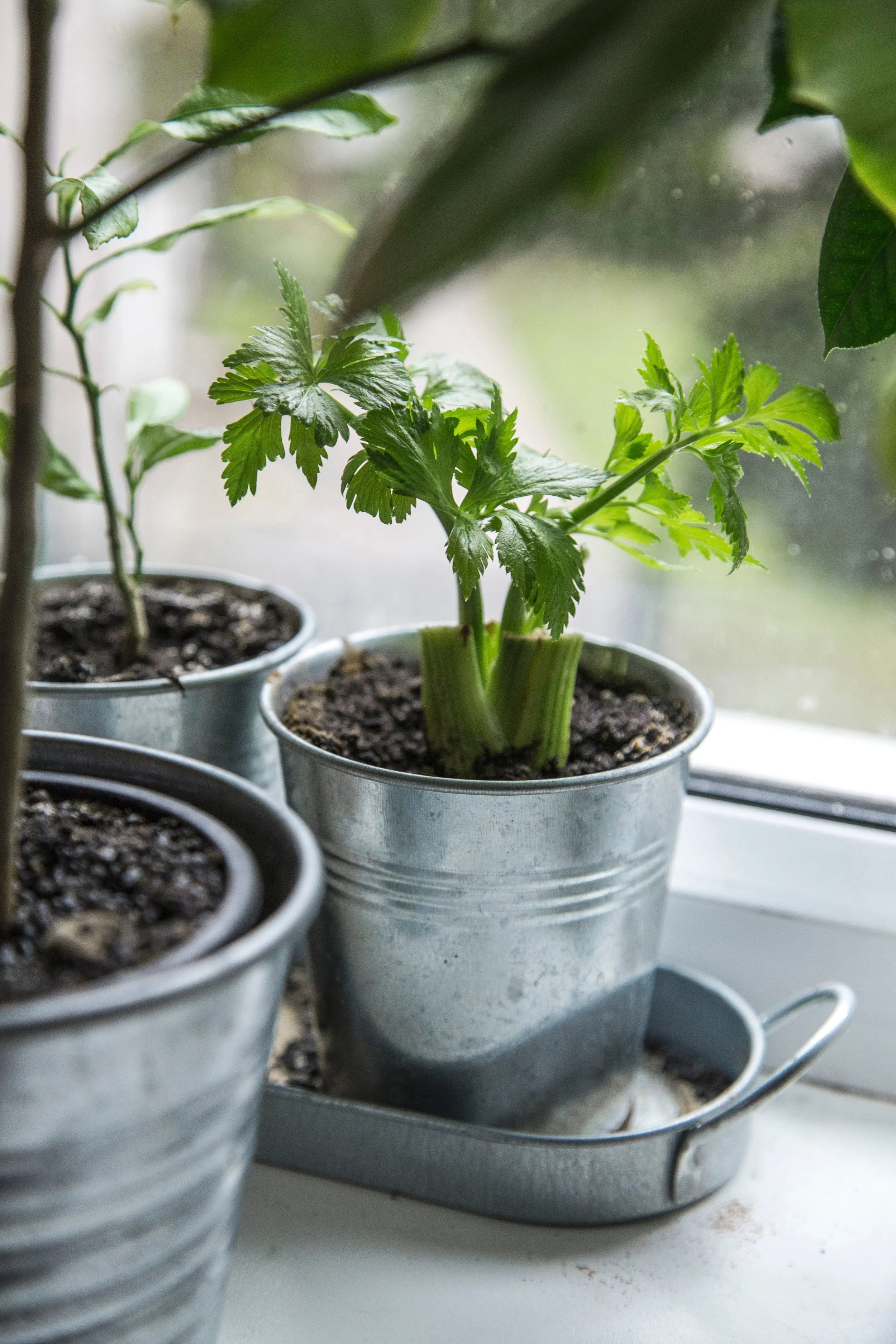 plant2.jpg