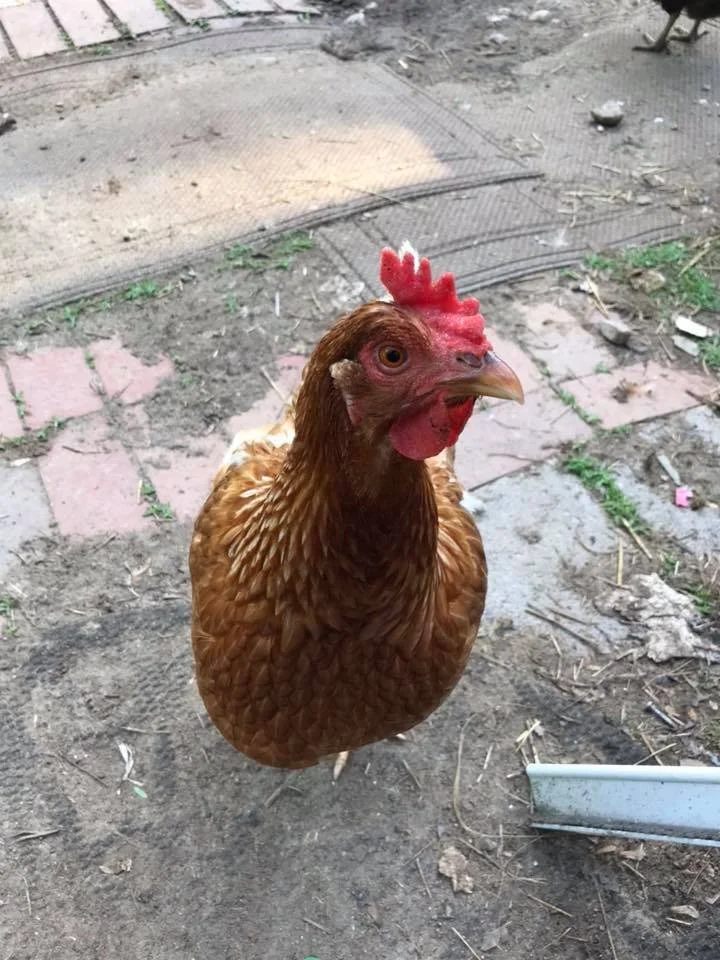 A chicken standing on a dirt and concrete ground outdoors.