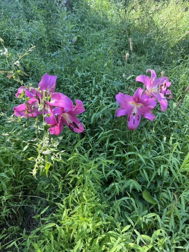 Two pink lilies blooming amid green foliage in a natural setting.