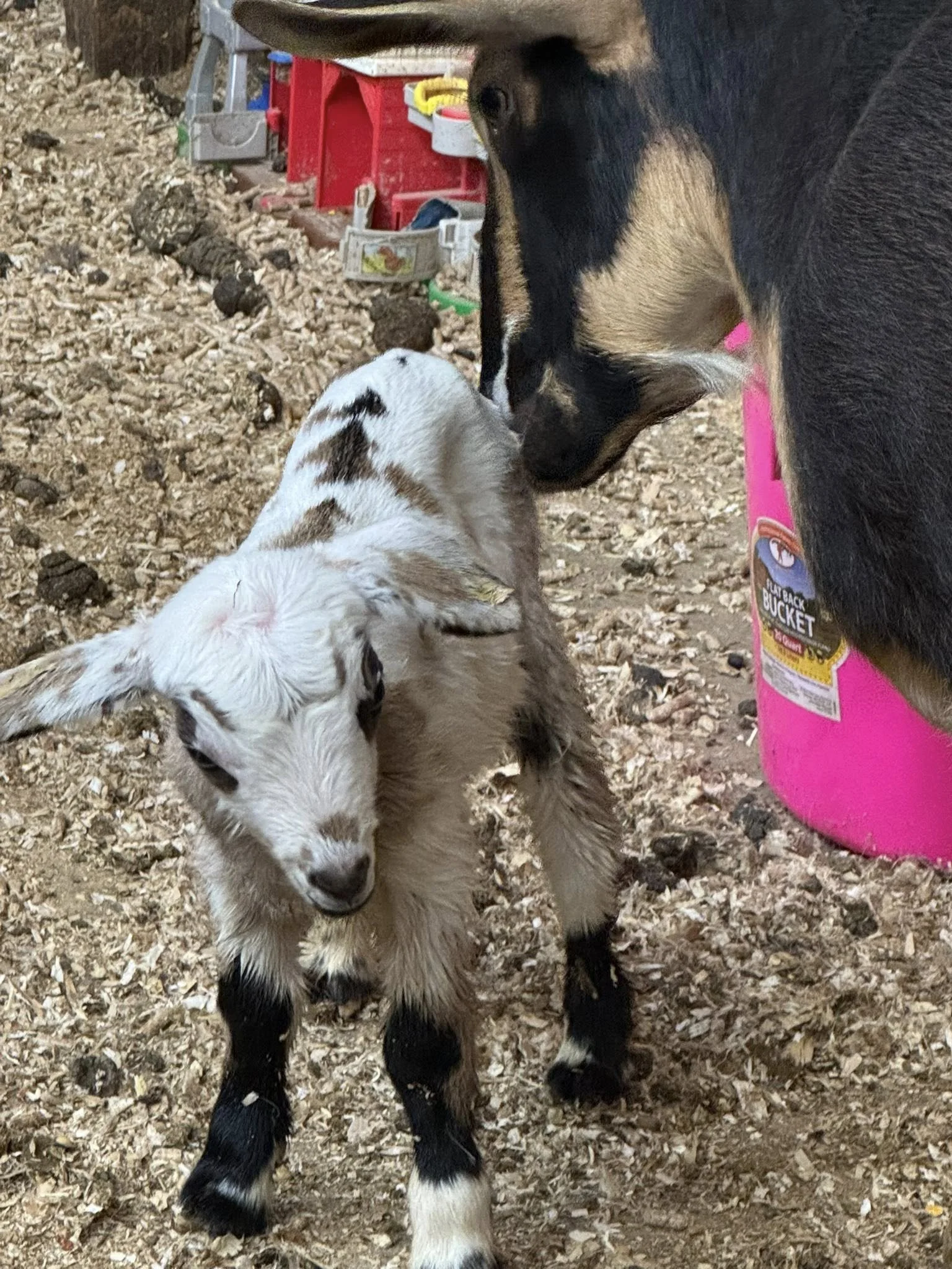 Three baby goats standing on wood chip ground with a black and tan adult goat in the background, and shelves with toys and supplies in a barn or petting zoo setting.