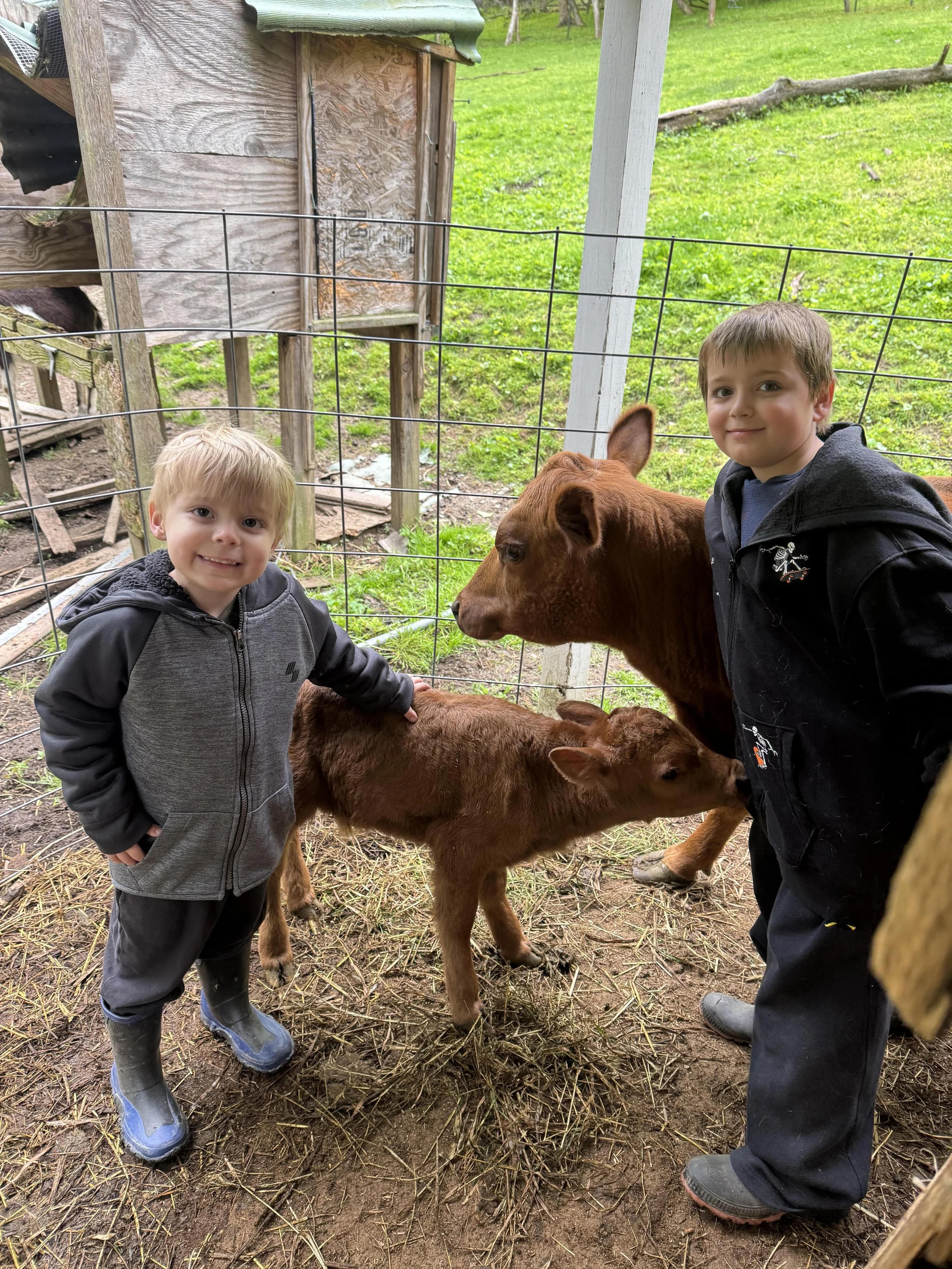 Two young boys standing next to a calf behind a wire fence on a farm or petting zoo. The boys are smiling and wearing rain boots and jackets. The calf is brown and appears to be nursing or resting near their feet. The background shows grass, trees, and a wooden shed.