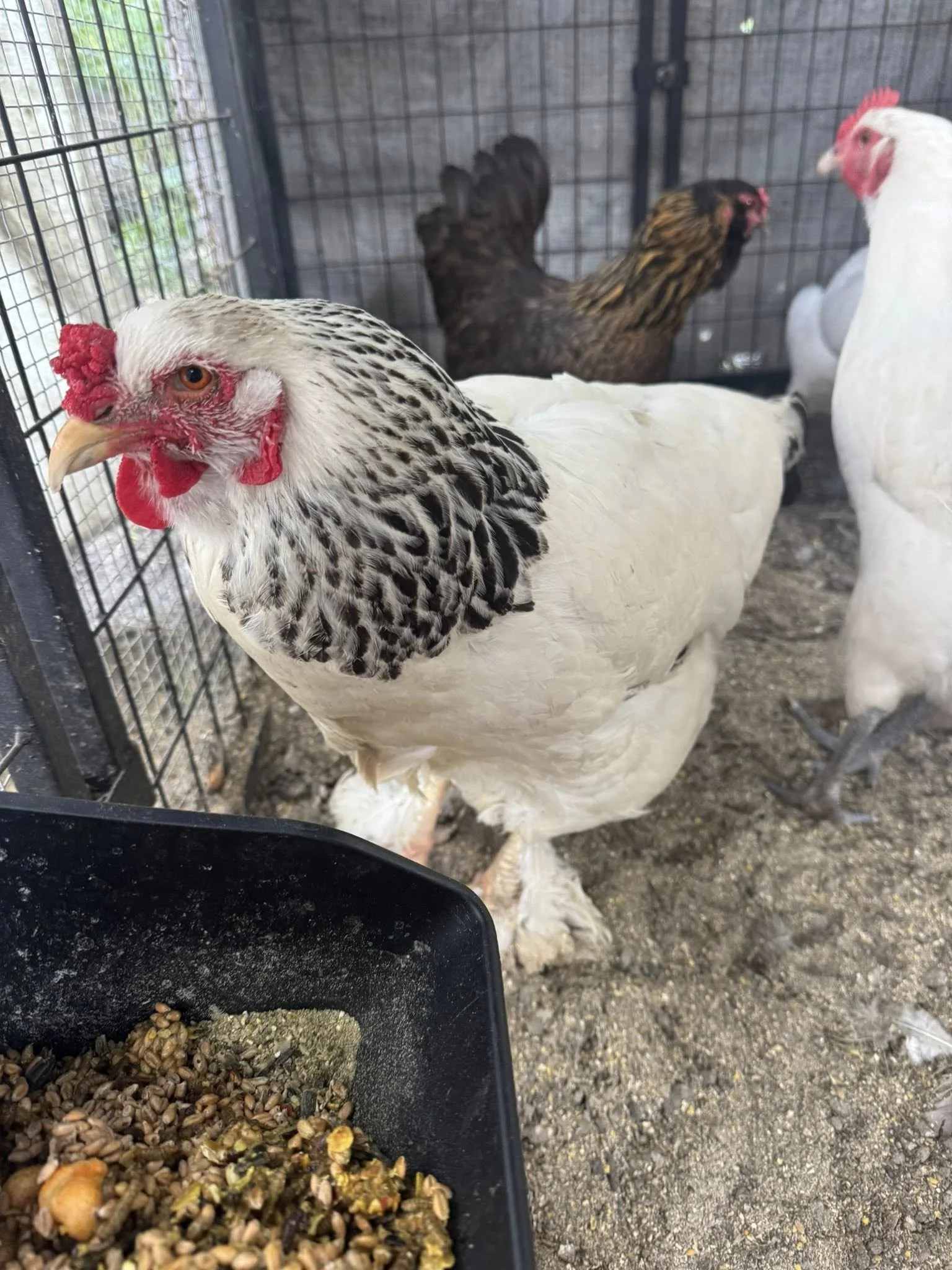 A group of chickens inside a wire cage, with two white chickens in the foreground and a darker brown chicken in the background, near a black feeder filled with chicken feed.