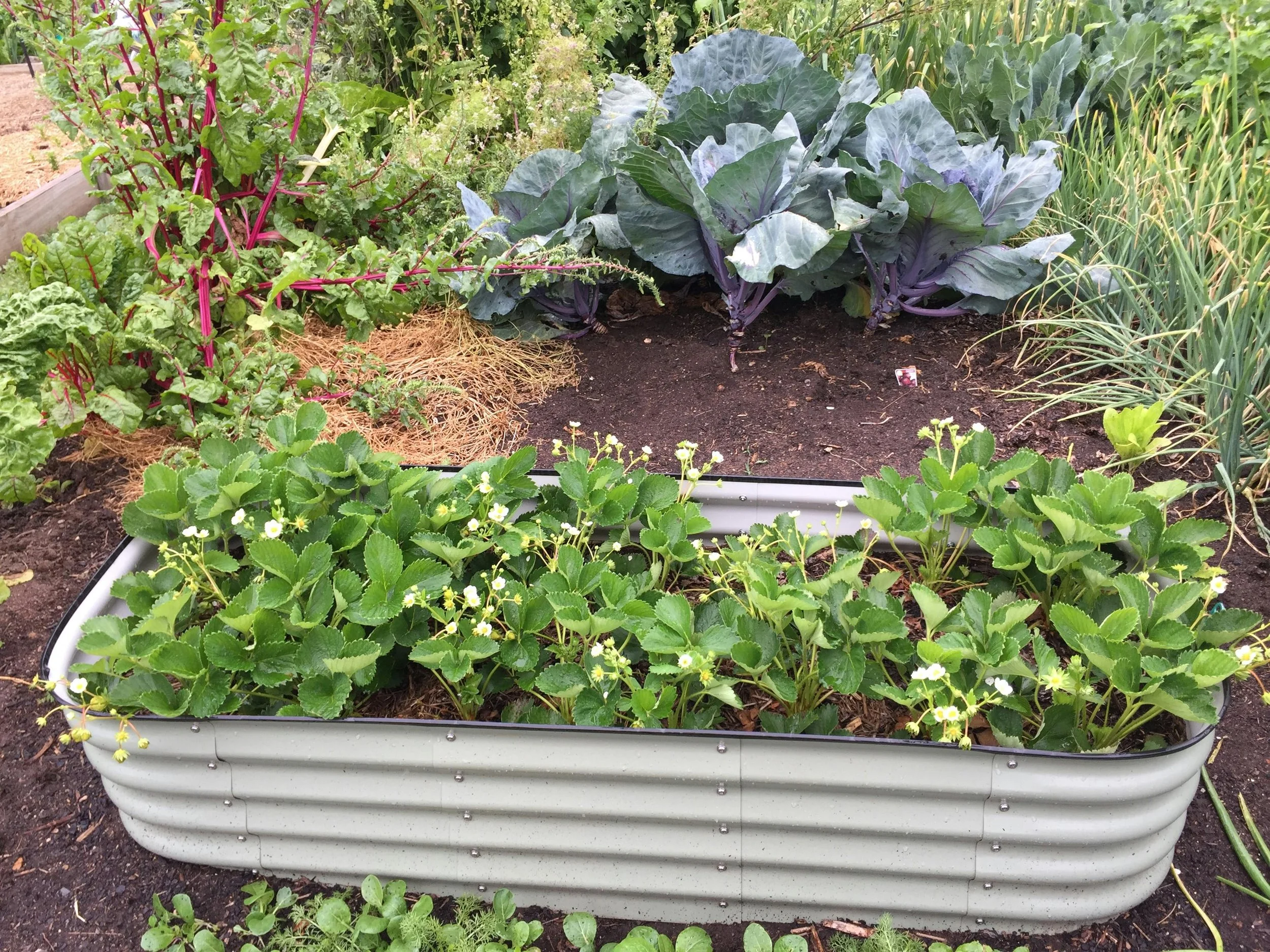 Raised garden bed filled with strawberry plants in the foreground with green leaves and white flowers, and larger leafy vegetables such as collard greens or kale in the background, in a vegetable garden.
