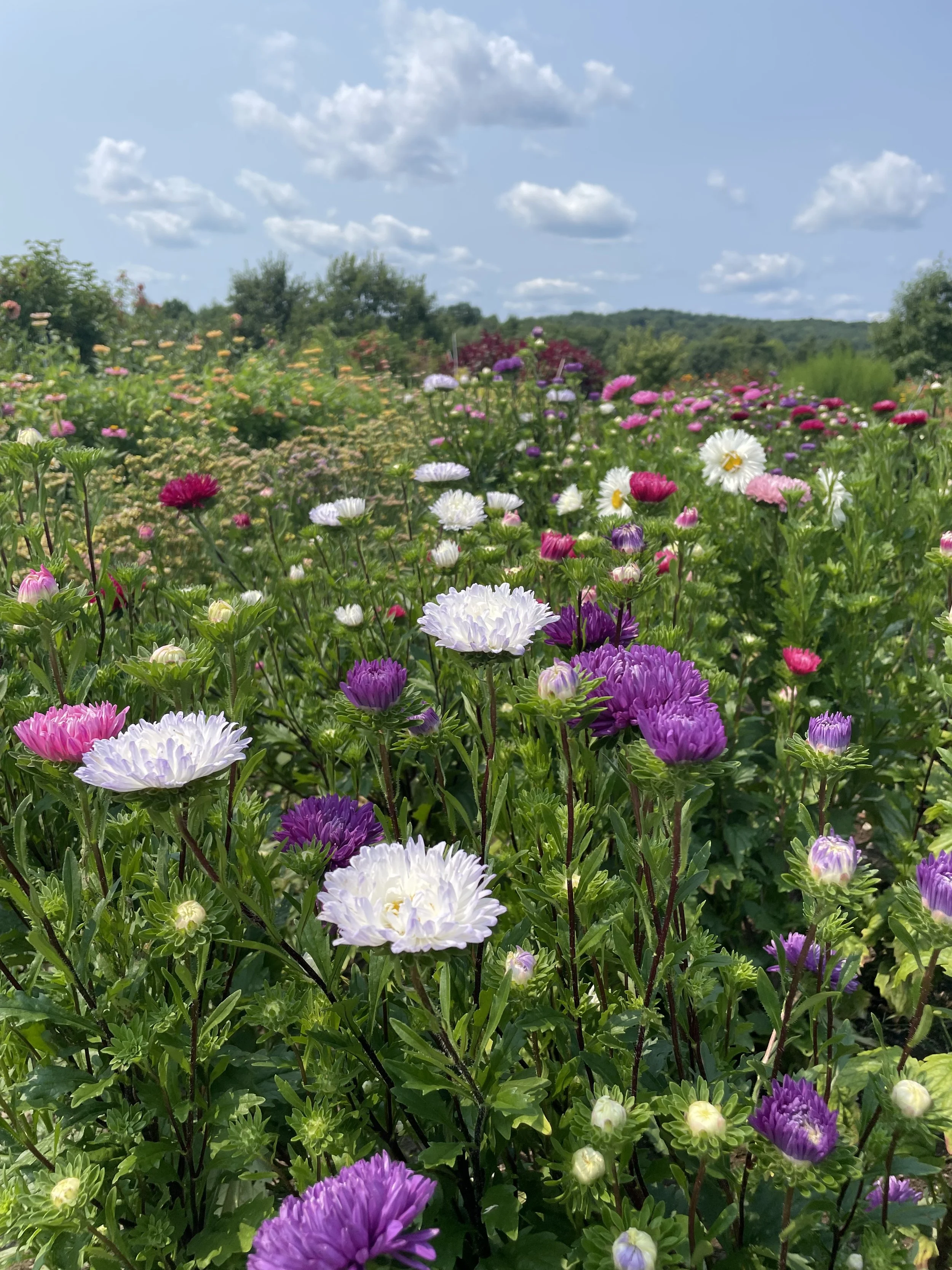 Colorful garden with various purple, pink, white, and yellow flowers under a partly cloudy blue sky.