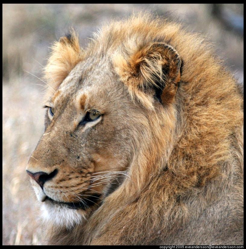 timbavati-lions-11-large.jpg
