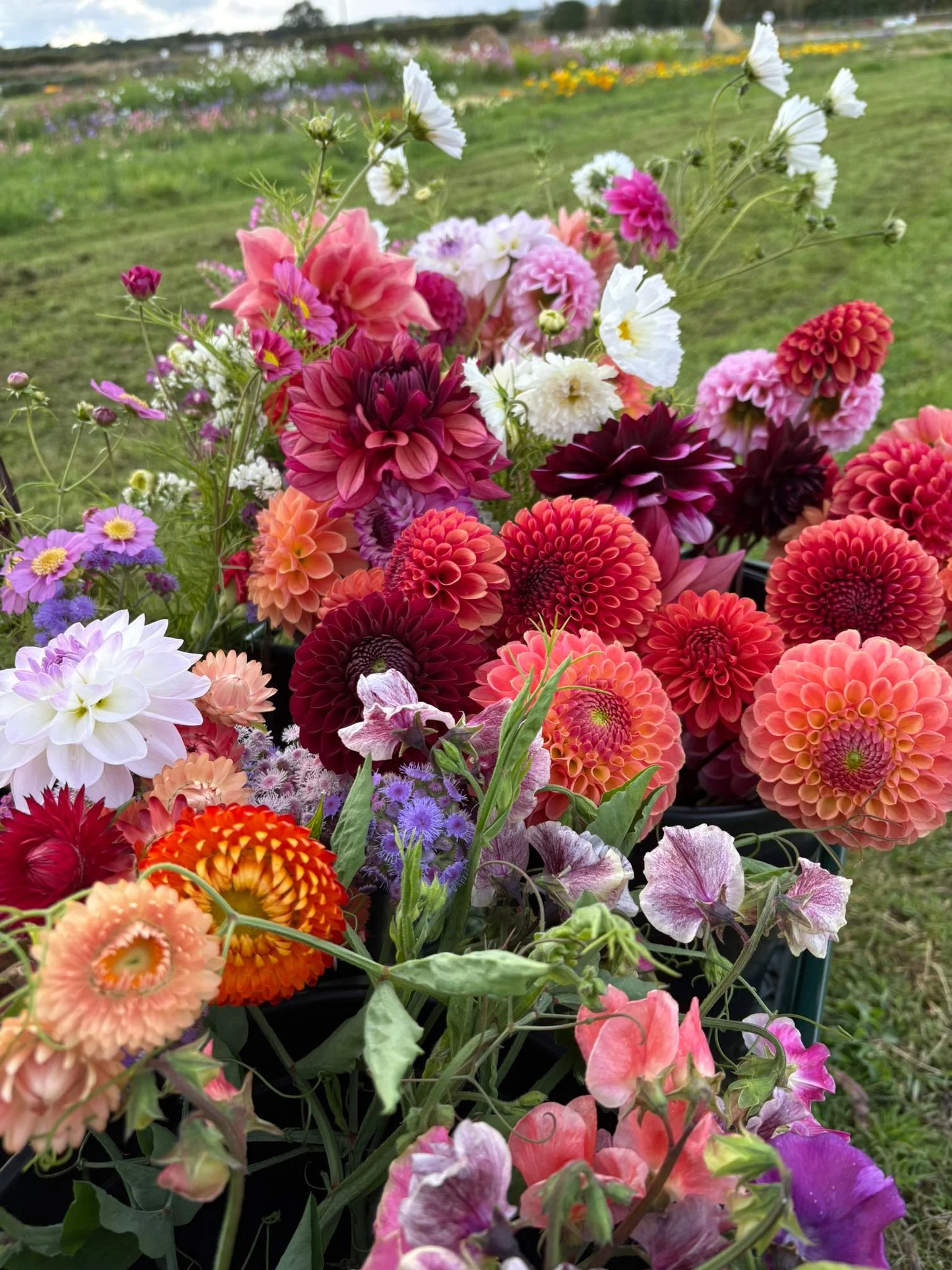 Colorful assortment of flowers including dahlias, sweet peas, and other garden blooms set against a grassy field with a cloudy sky.