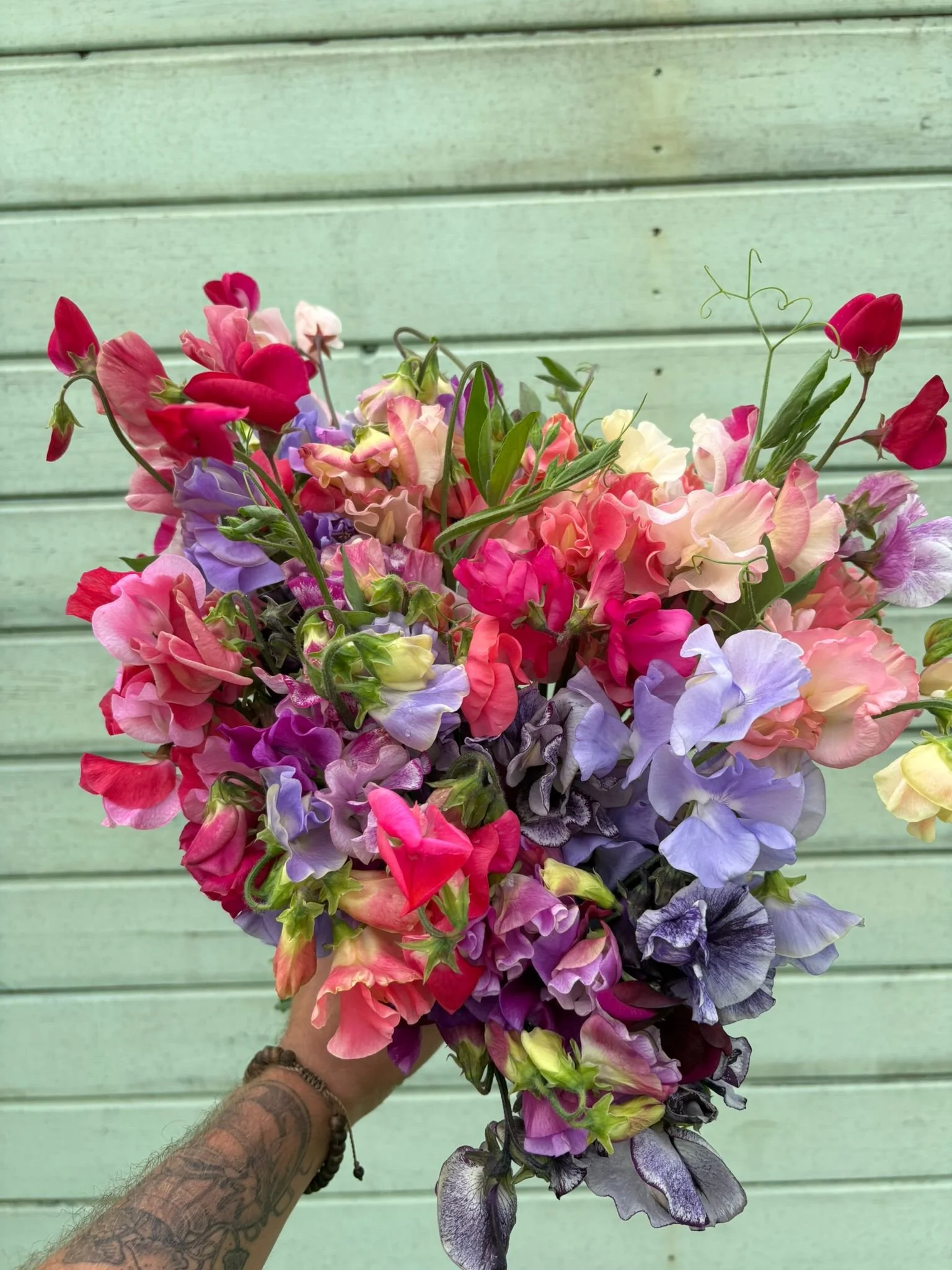 Colorful bouquet of sweet pea flowers in various shades of pink, purple, and white, held by a person with a tattooed arm, against a light green wooden background.