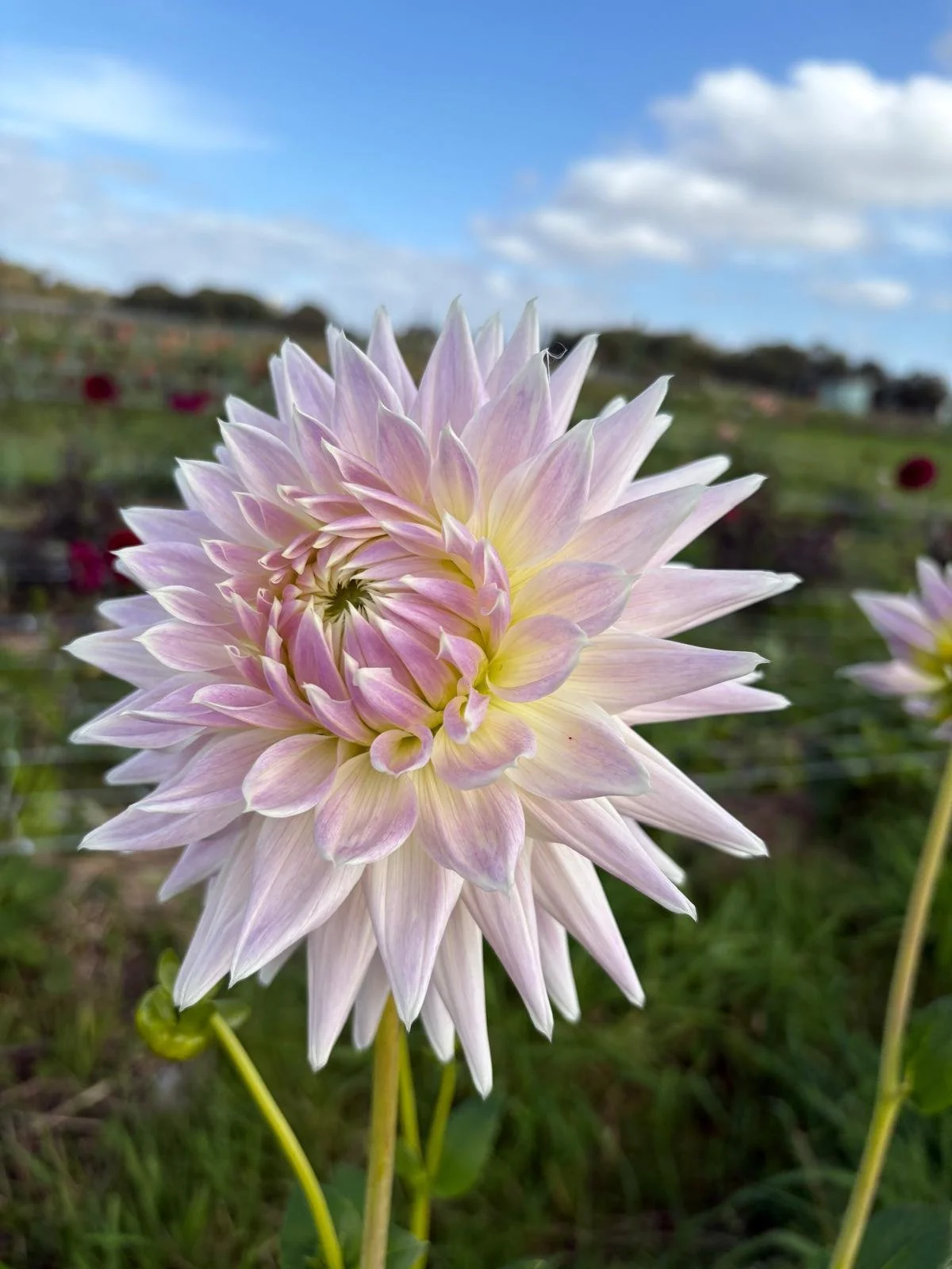 A close-up of a pale pink and white dahlia flower in bloom, with a blurred garden and blue sky with clouds in the background.