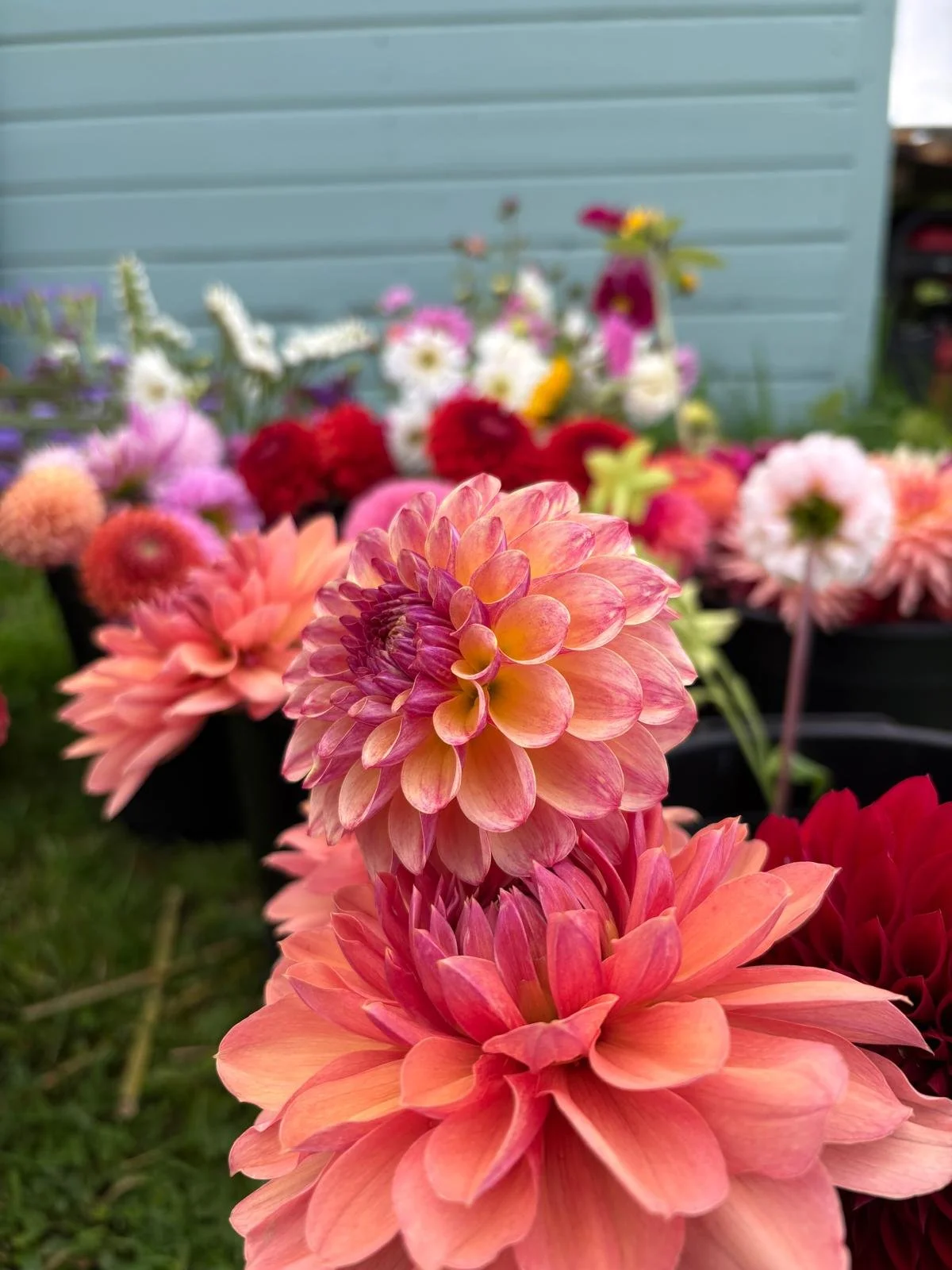 Close-up of pink and peach dahlias among other colorful flowers in a garden with a blue wall in the background.