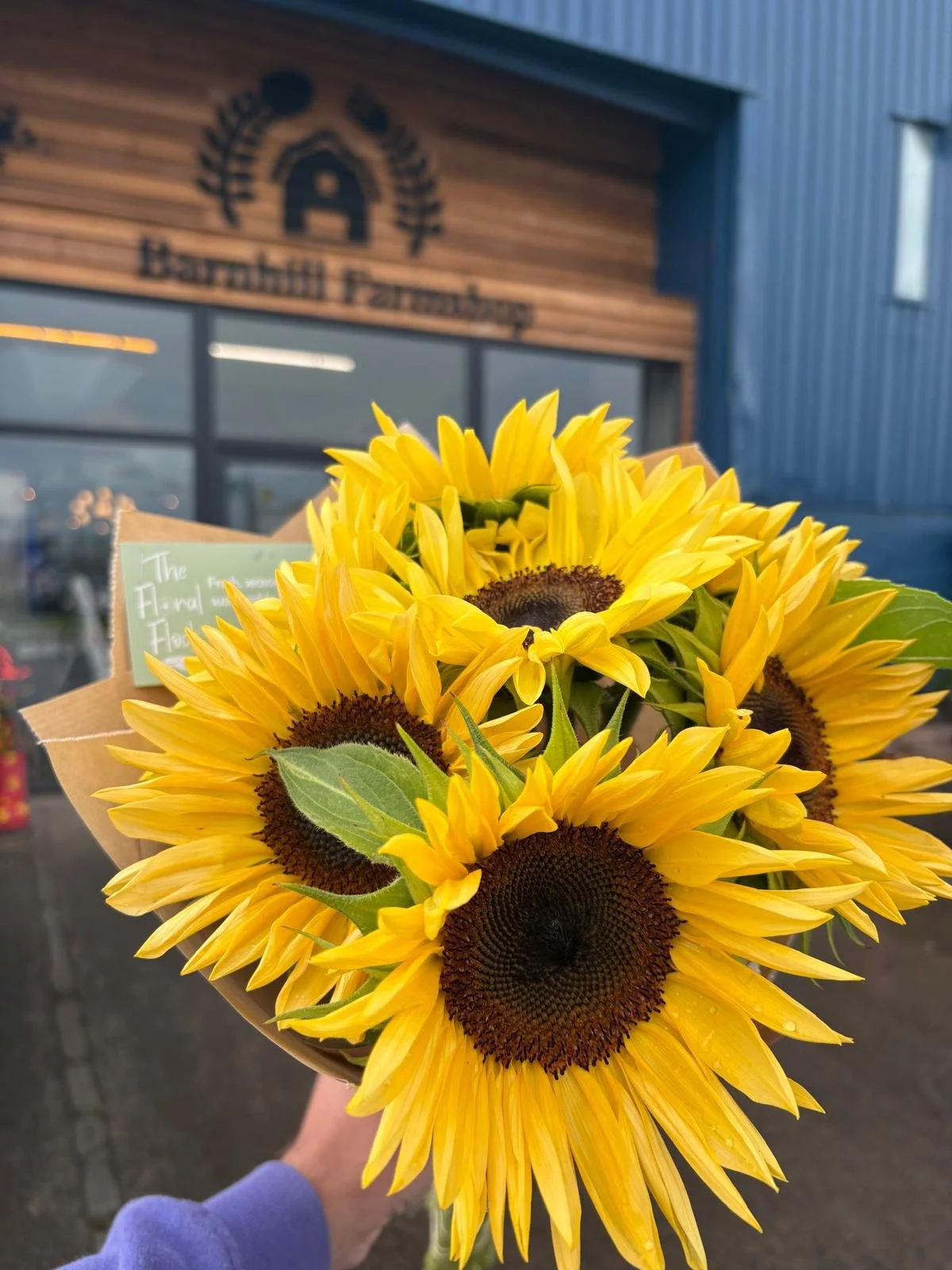 A hand holding a bouquet of bright yellow sunflowers in front of a farm shop with wooden exterior and a sign reading "Barnhill Farmshop."